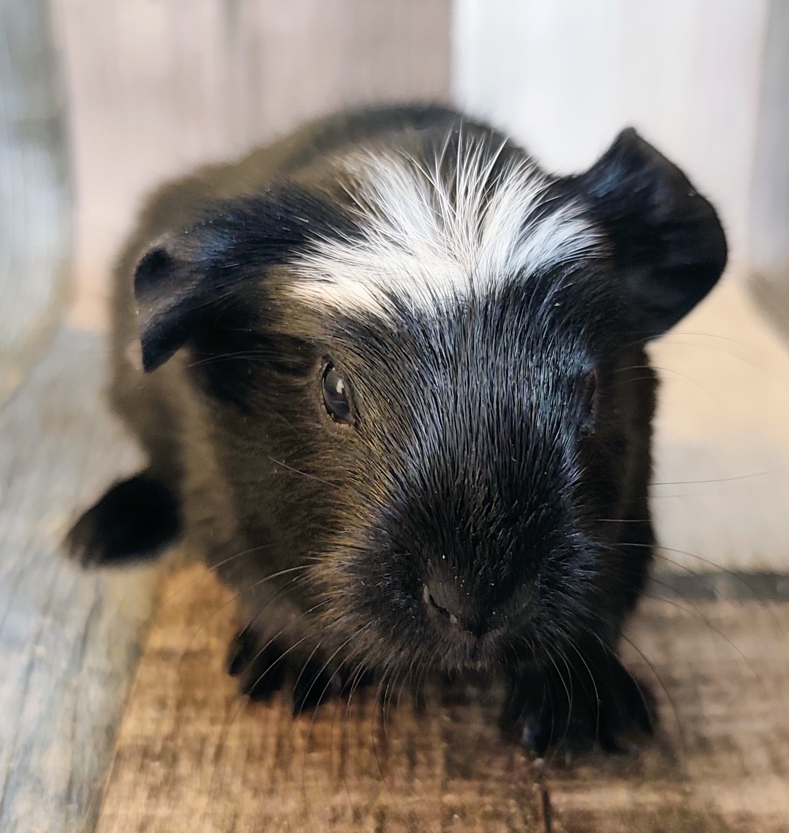 07 von der Zappelkiste