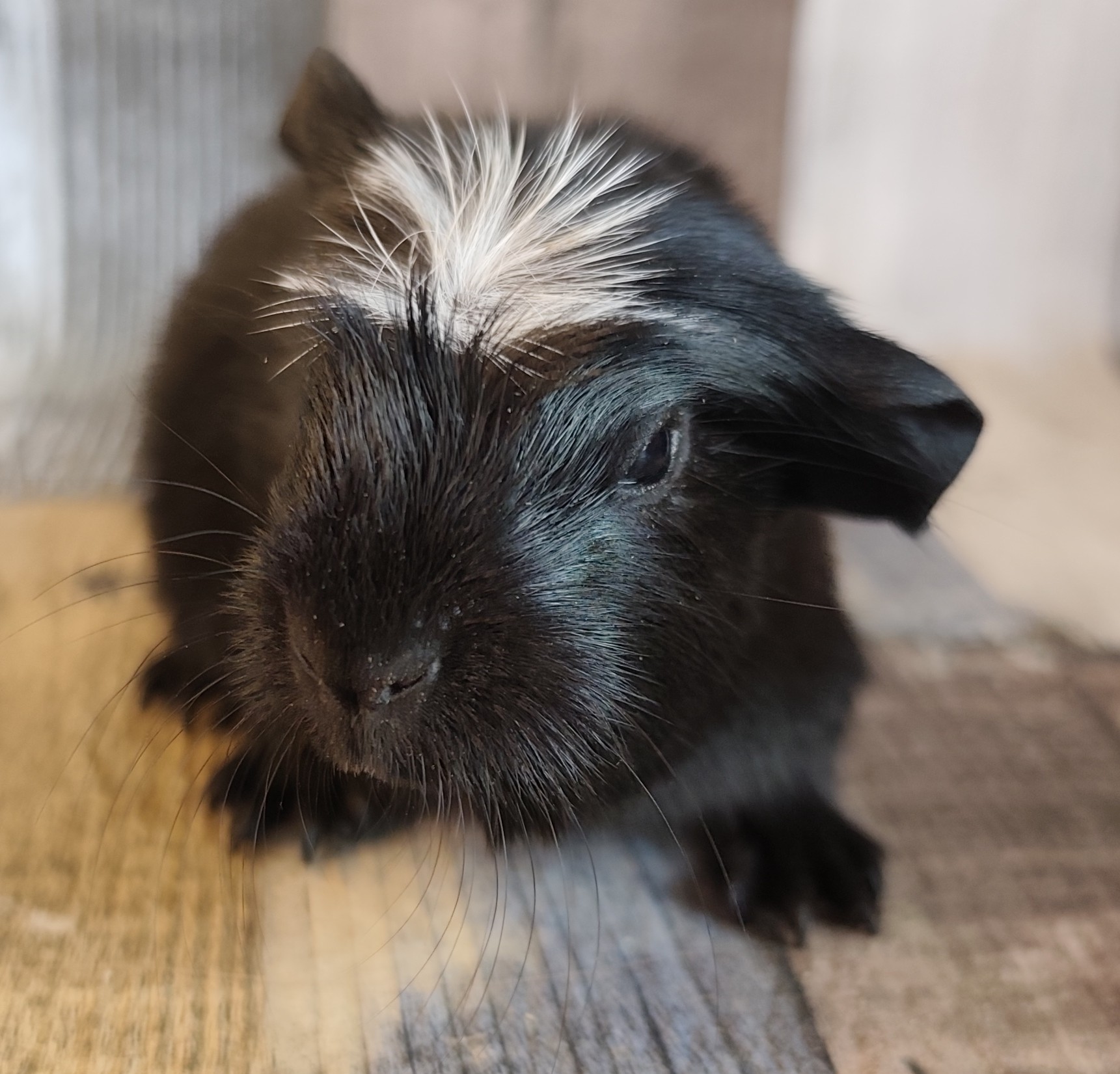 08 von der Zappelkiste