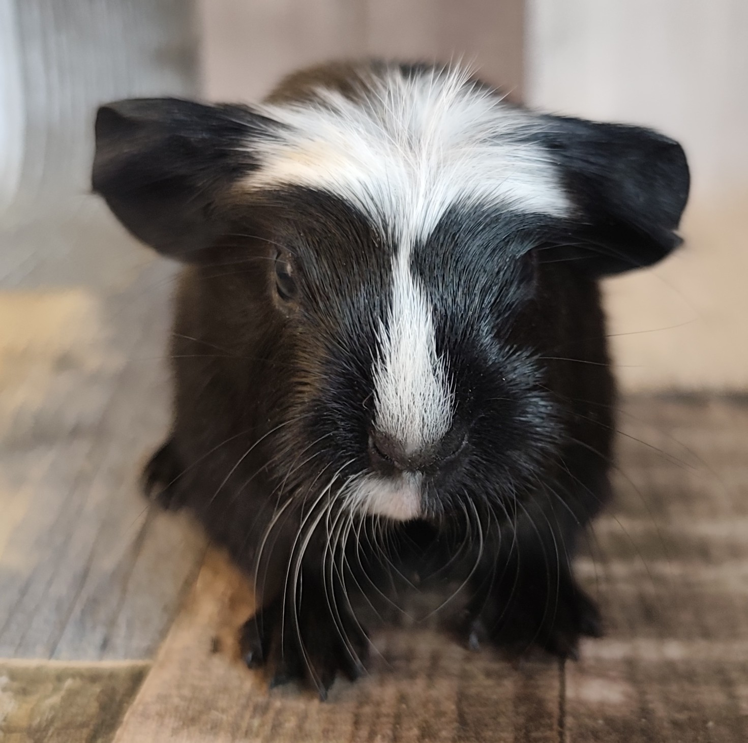 Amicelli von der Zappelkiste