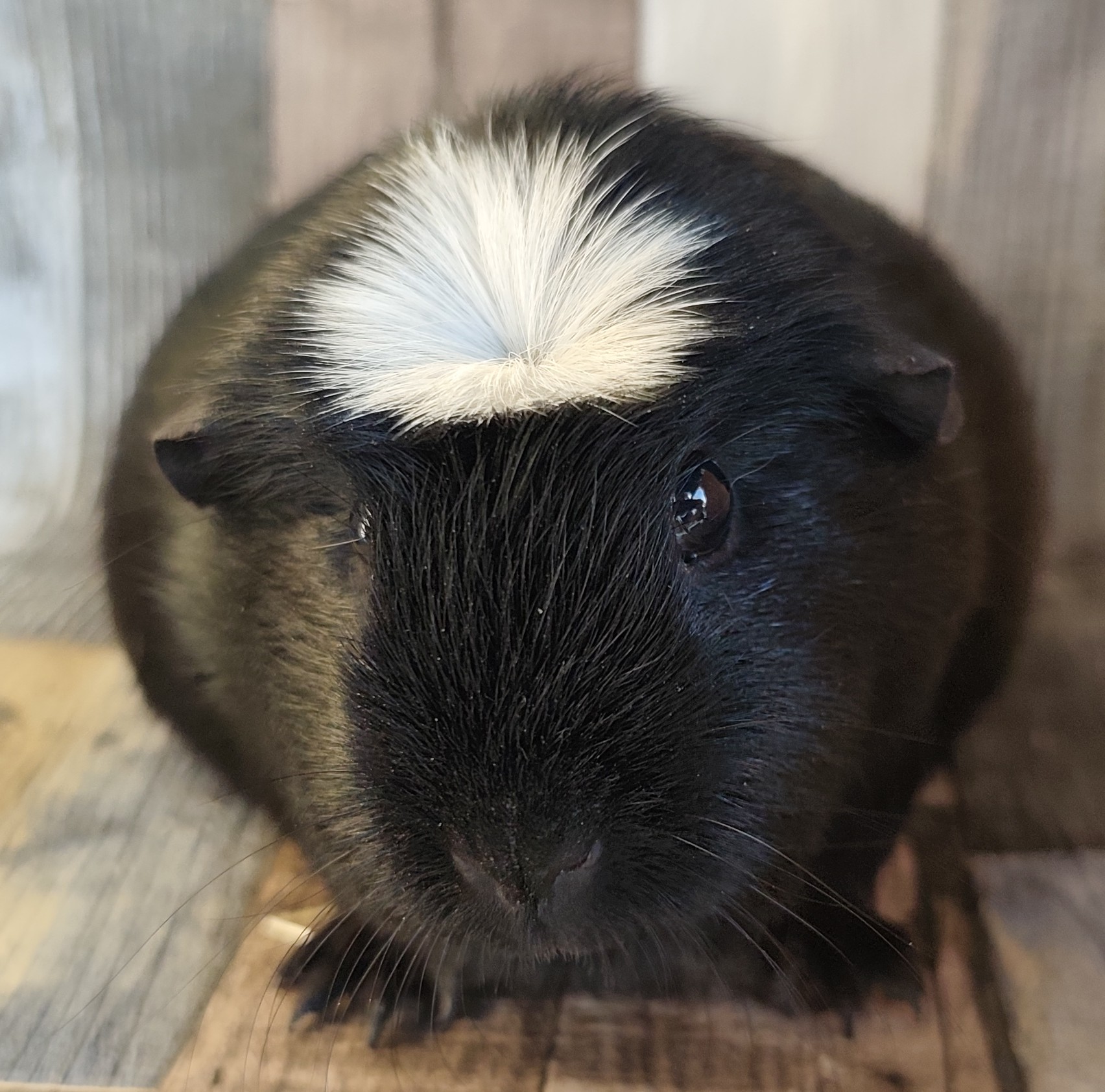 Lacuna vom feschen Holt