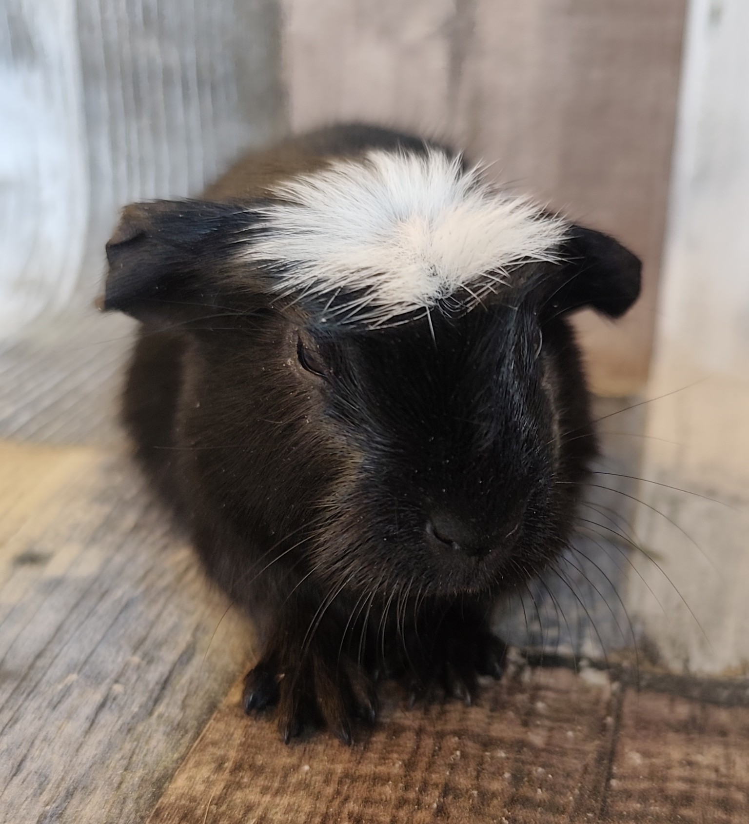 Lady Lambada von der Zappelkiste