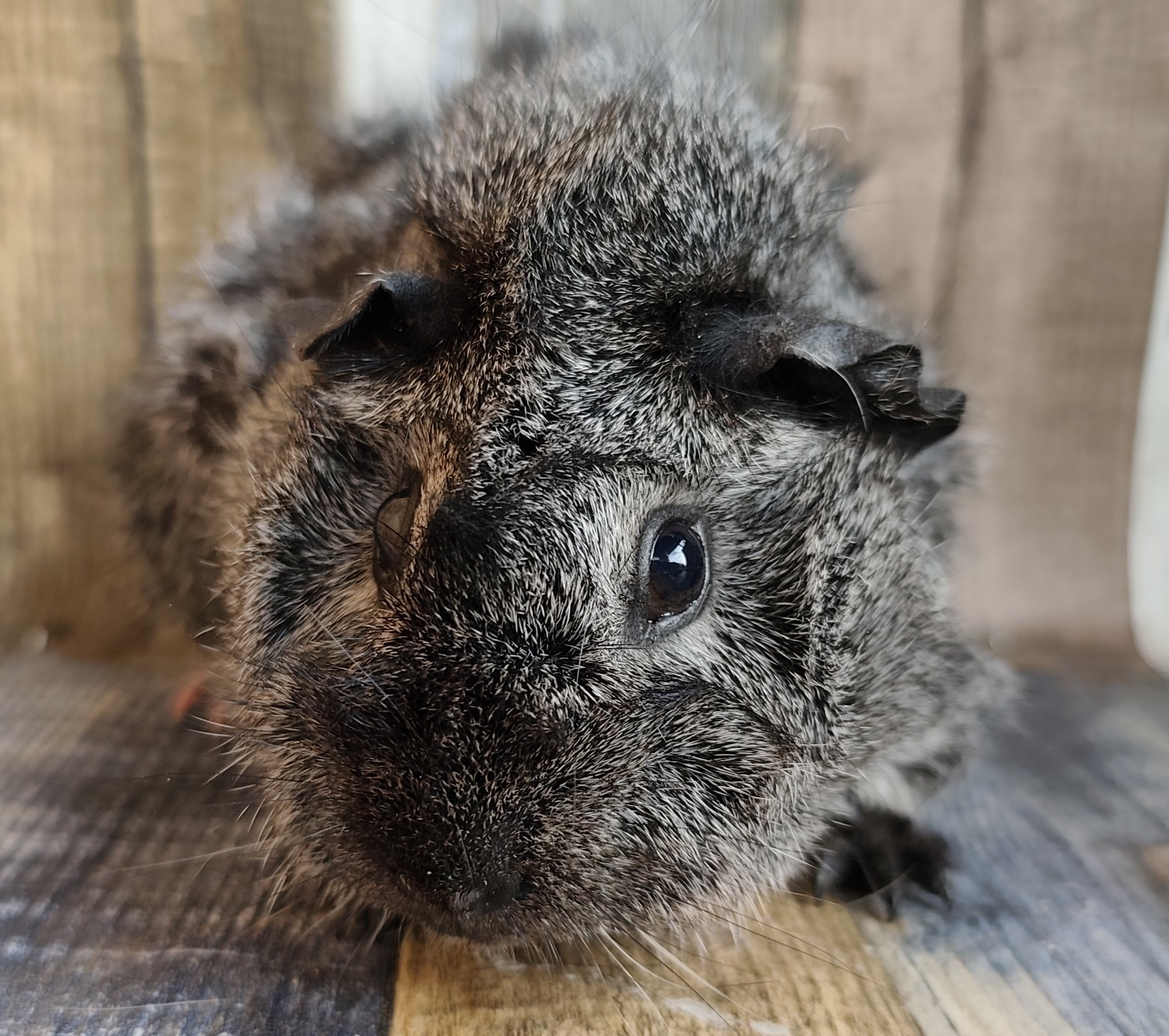 Akecheta von der Zappelkiste