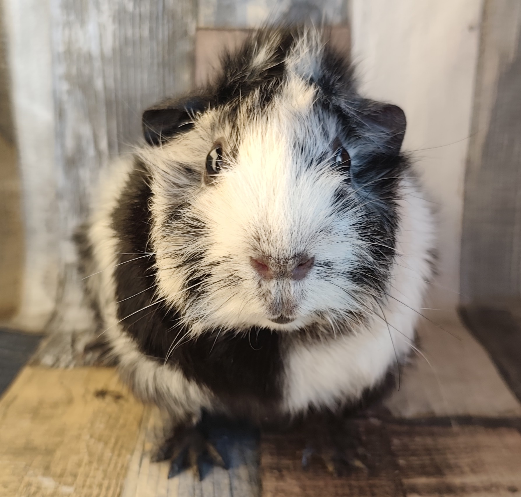 Calypso vom Schweinerner Kreuz