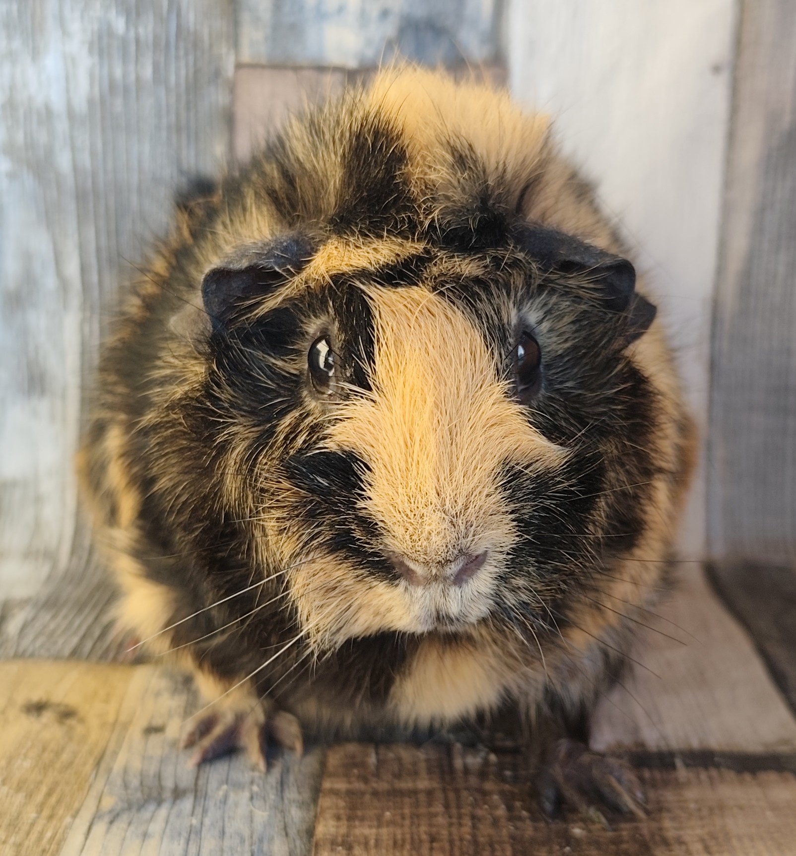 Chloris Nymphe Monamis Traumschweinchen