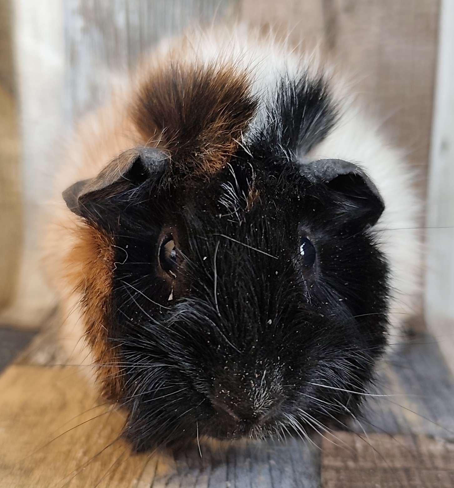 Darlina von unsere Knabberfreunde