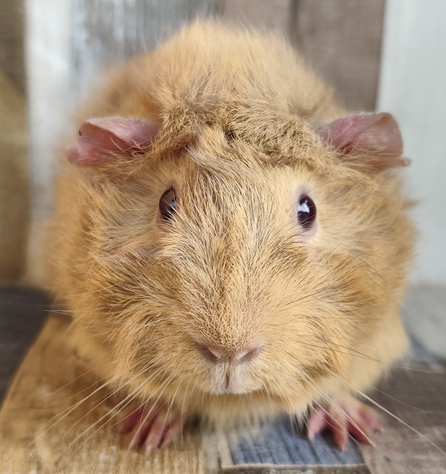 Elsu von der Zappelkiste