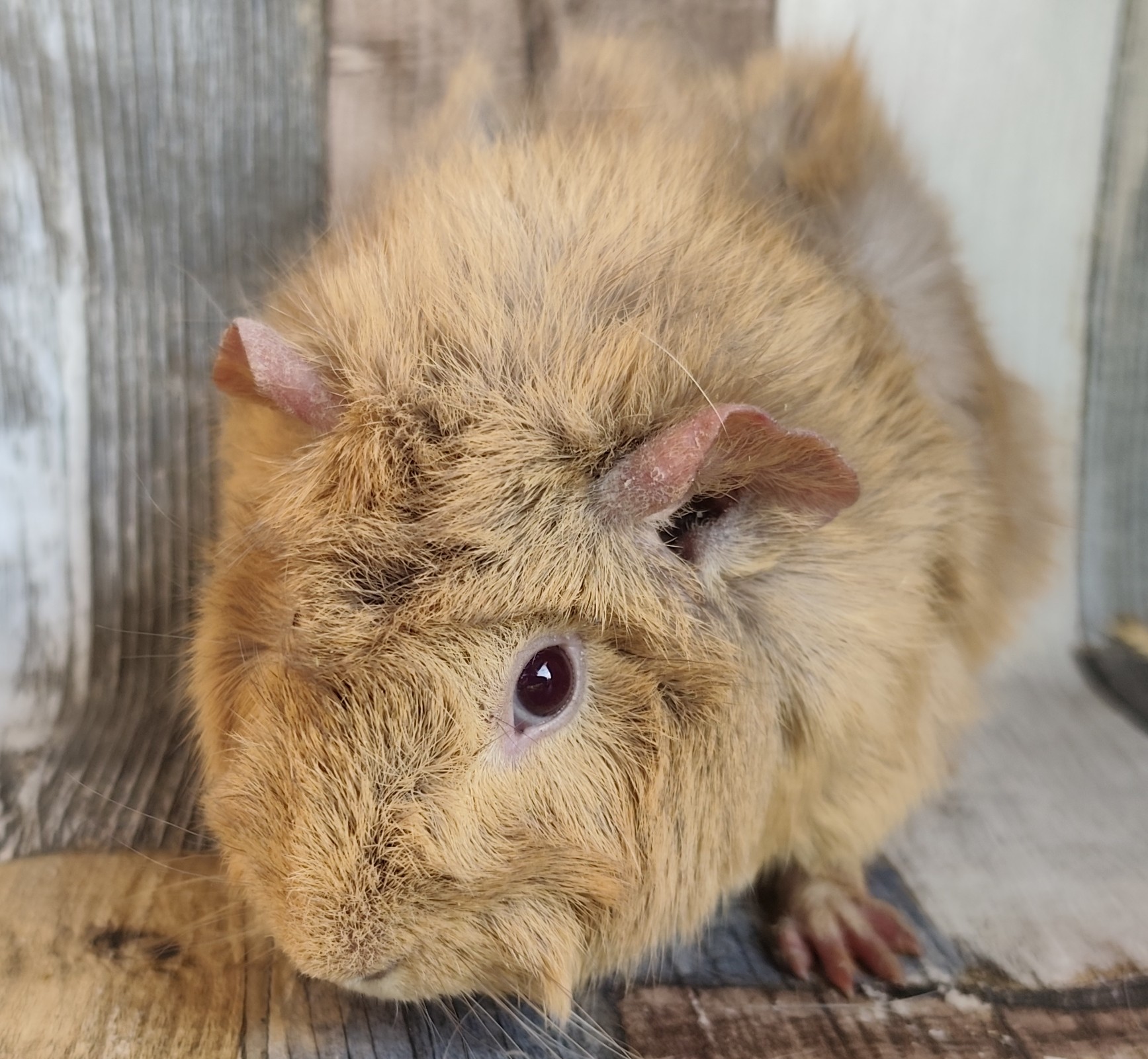 Ganika von der Zappelkiste