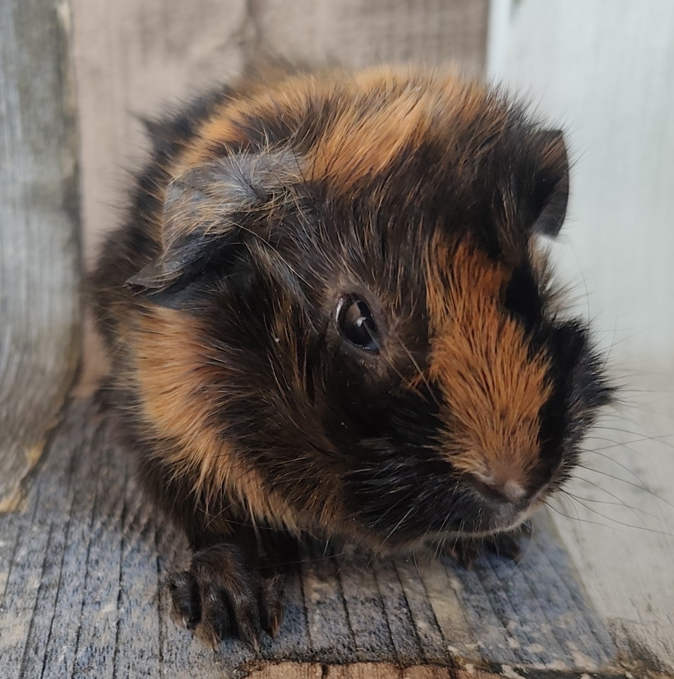 Sir Gunnar von der Zappelkiste