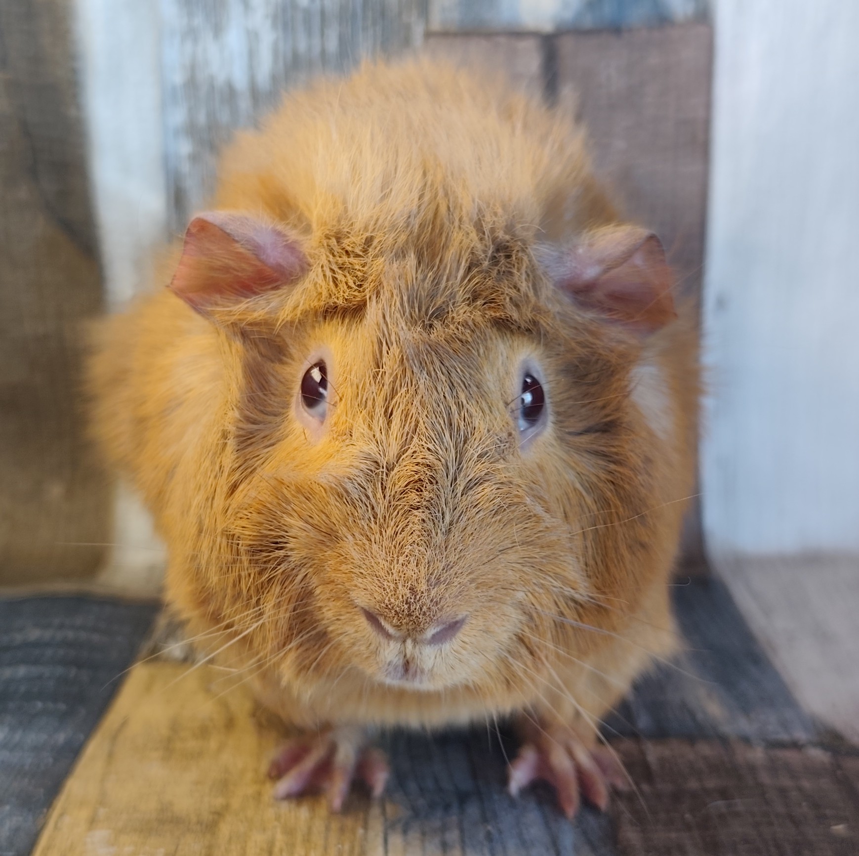 Gustav von der Zappelkiste