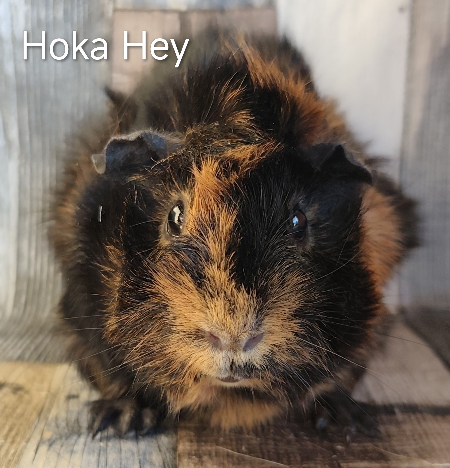 Hoka Hey von der Zappelkiste