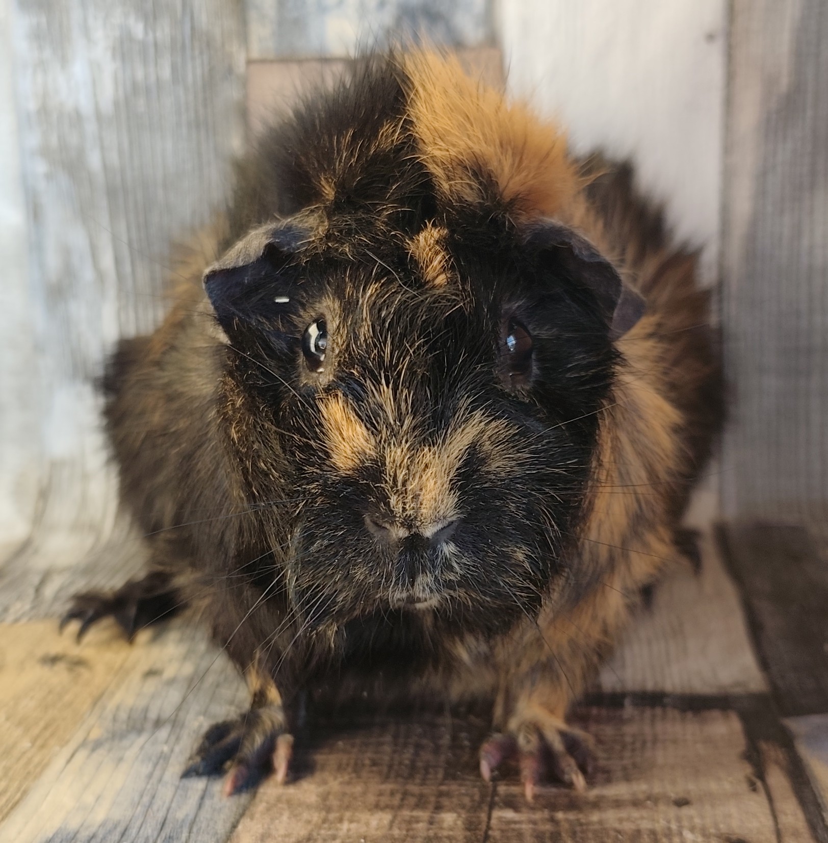 Inali von der Zappelkiste