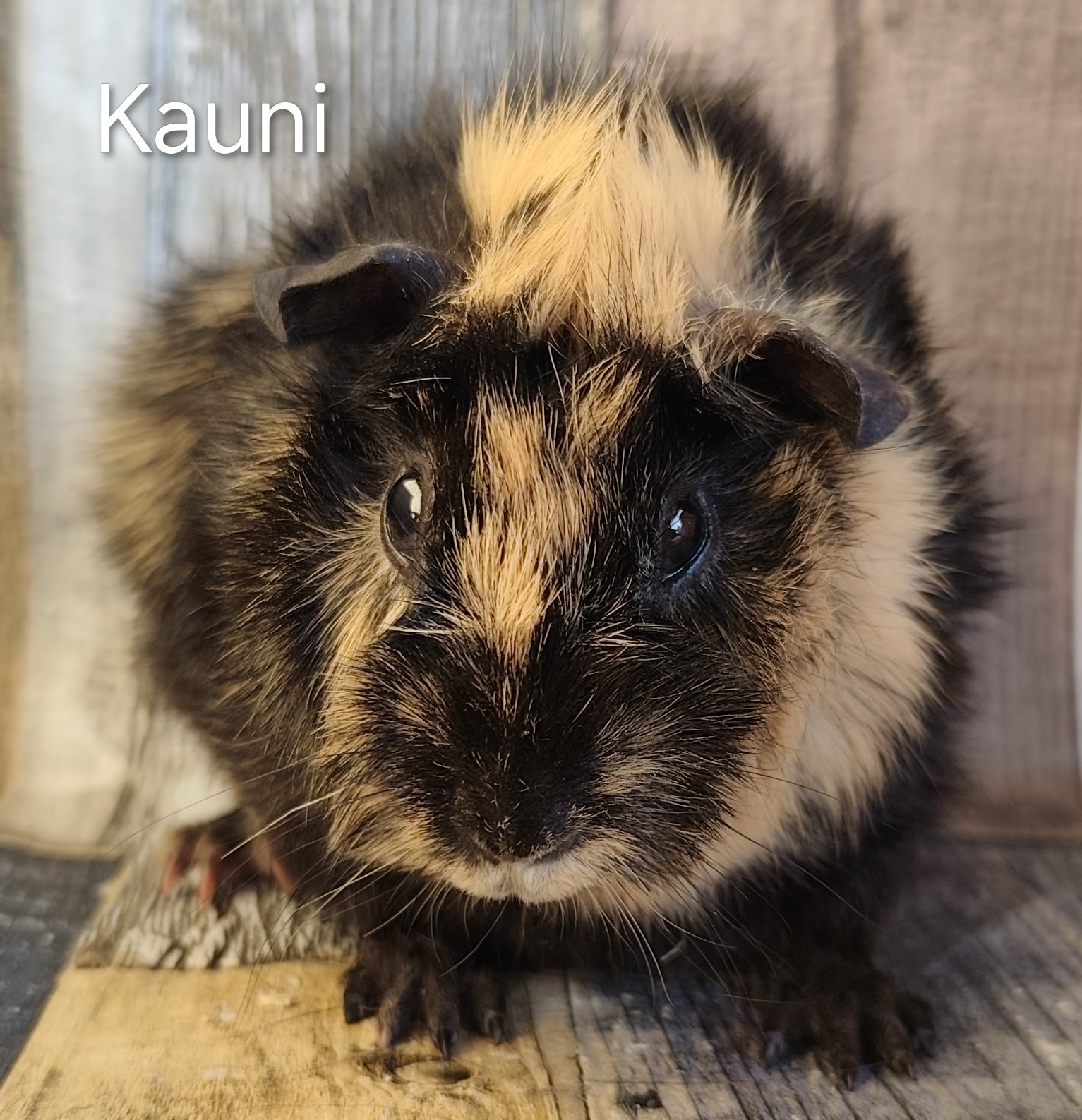 Kauni von der Zappelkiste