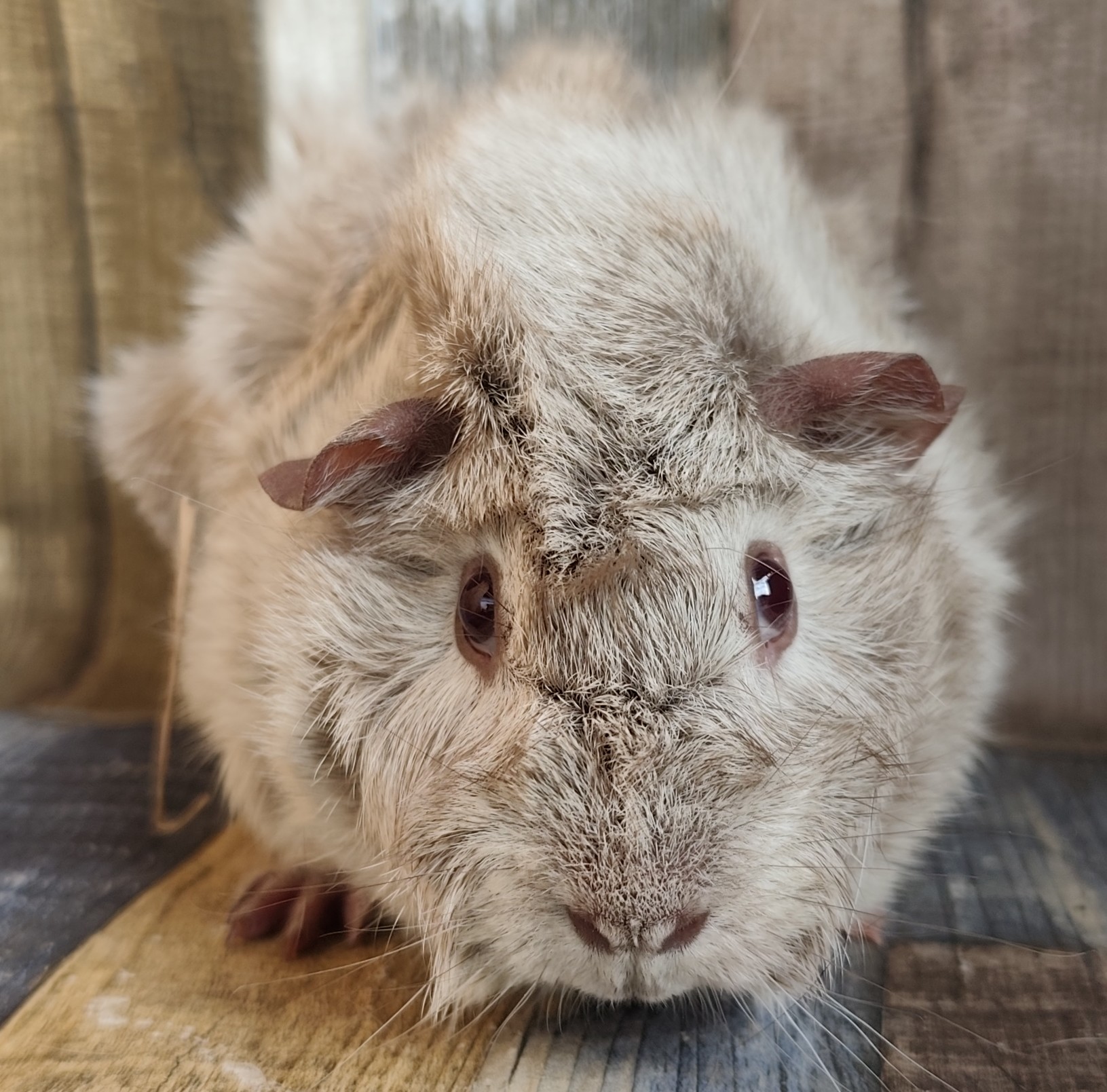 Kaya von der Zappelkiste