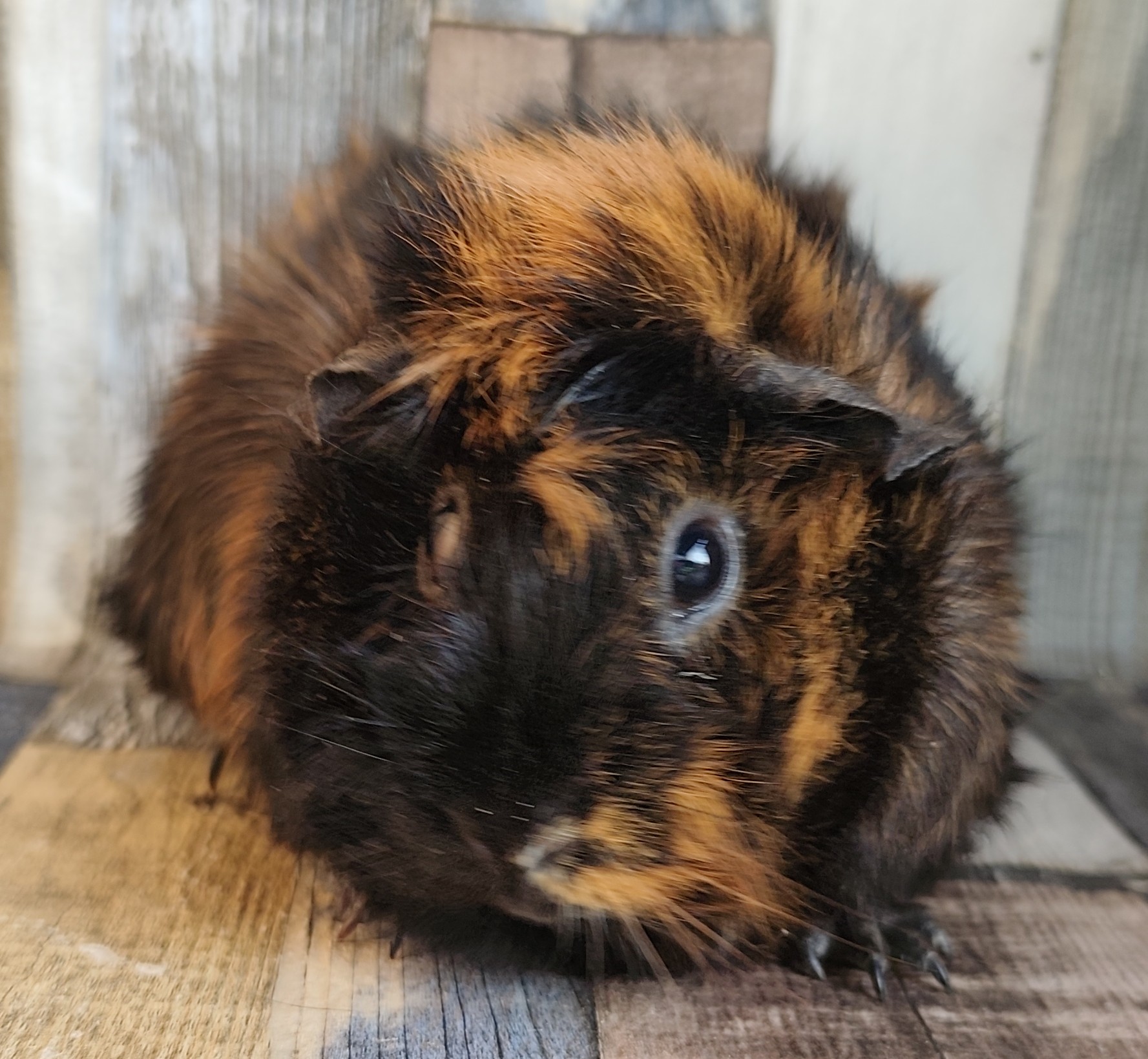 Kimberly von unsere Knabberfreunde