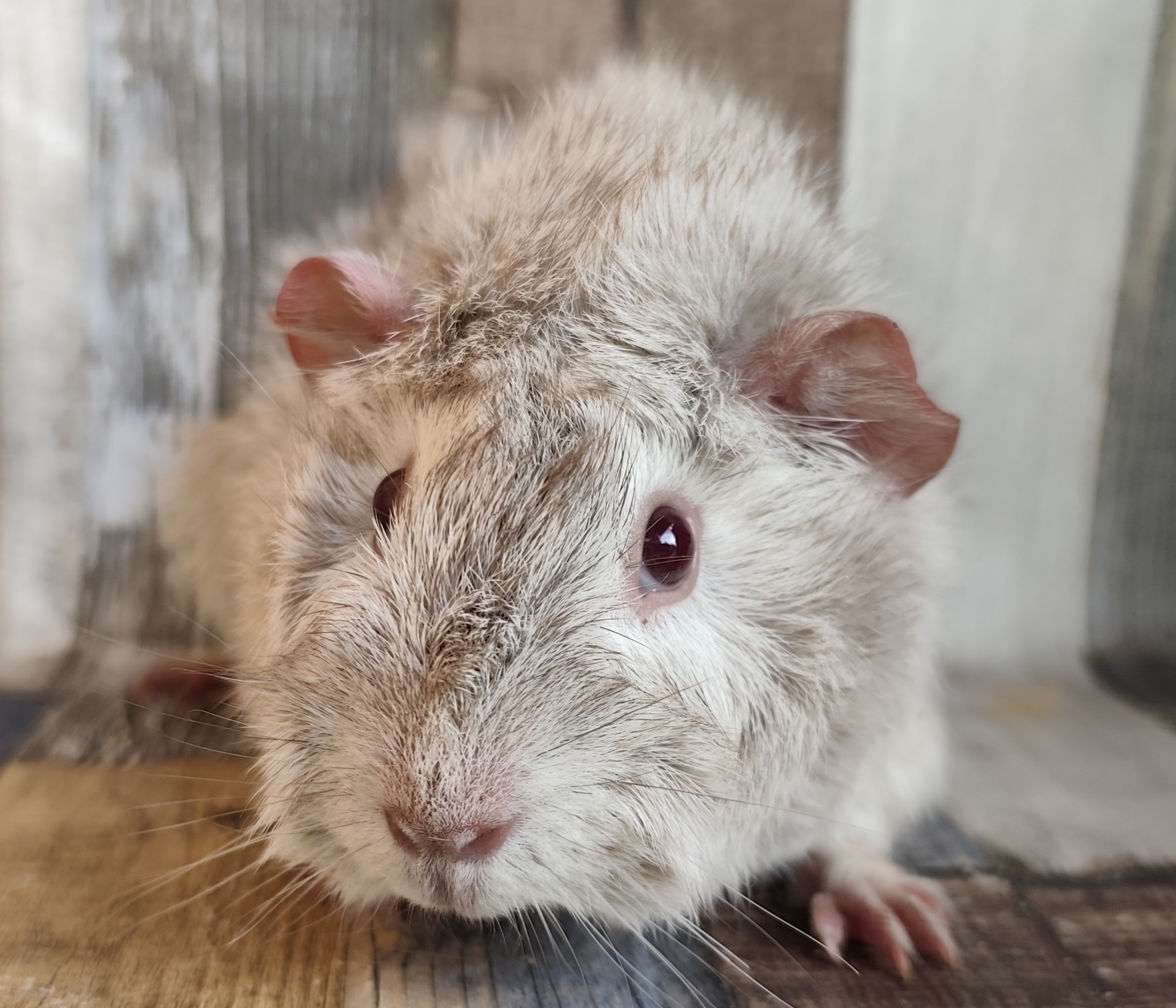 Mahina von der Zappelkiste