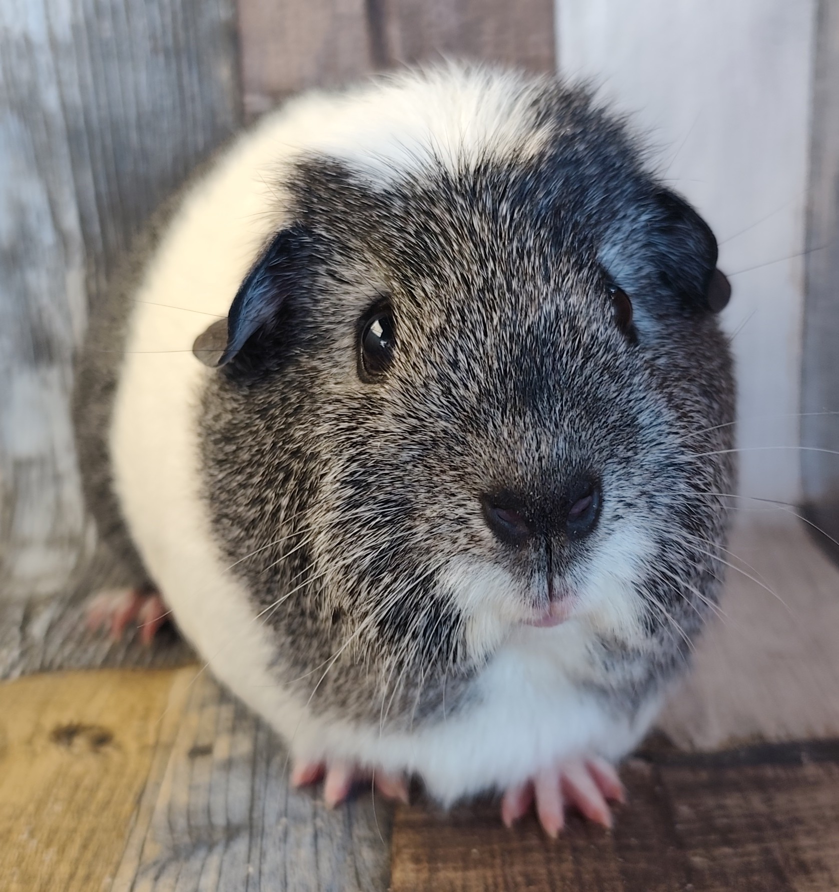 Mia vom feschen Holt