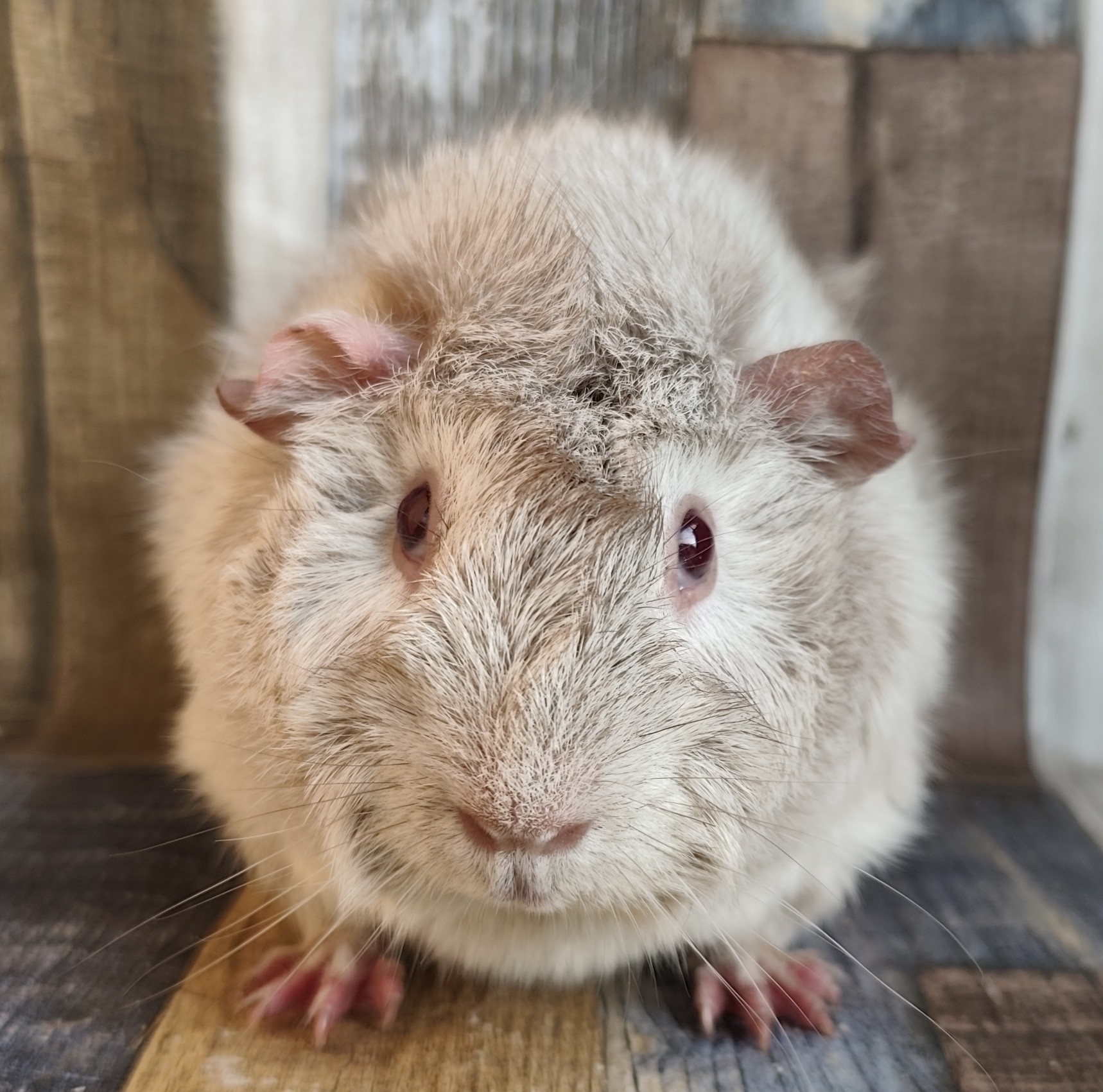 Nakoma von der Zappelkiste