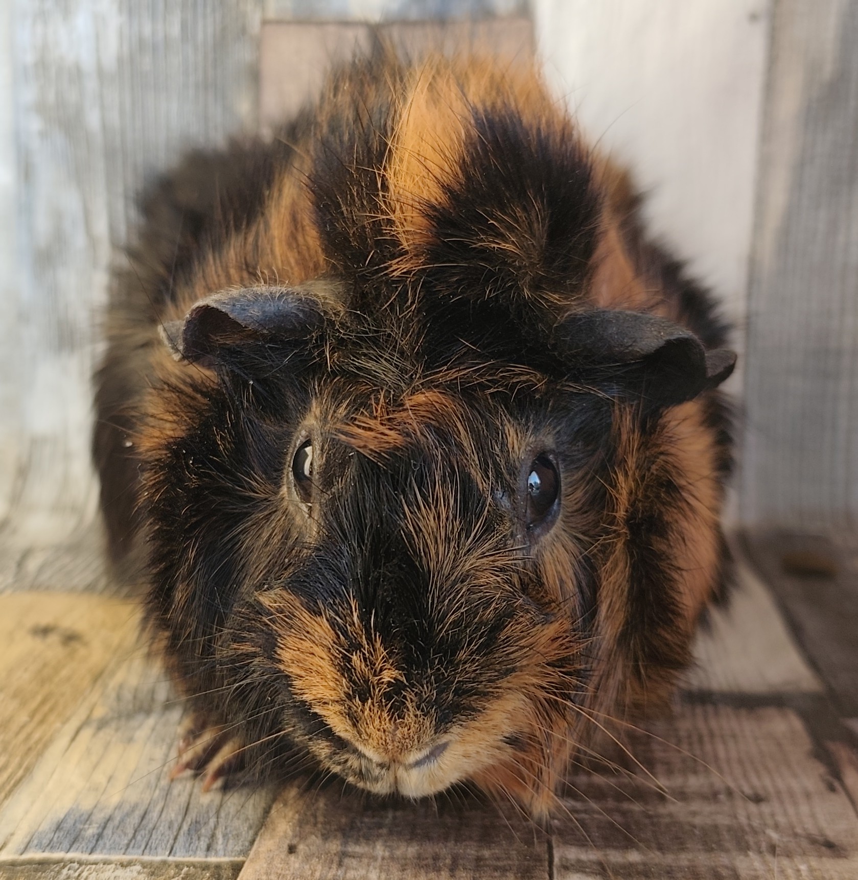 Nashville von der Zappelkiste