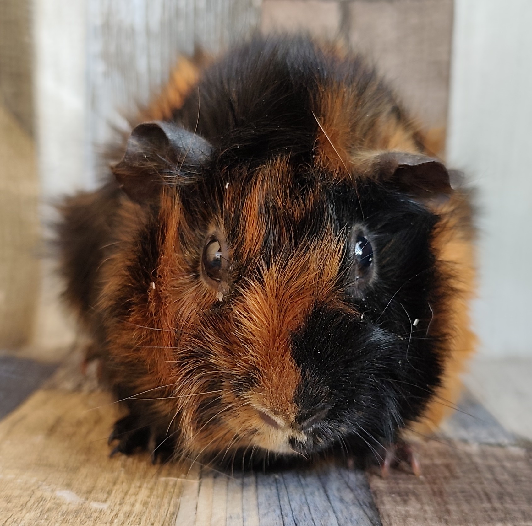 Navina von der Zappelkiste