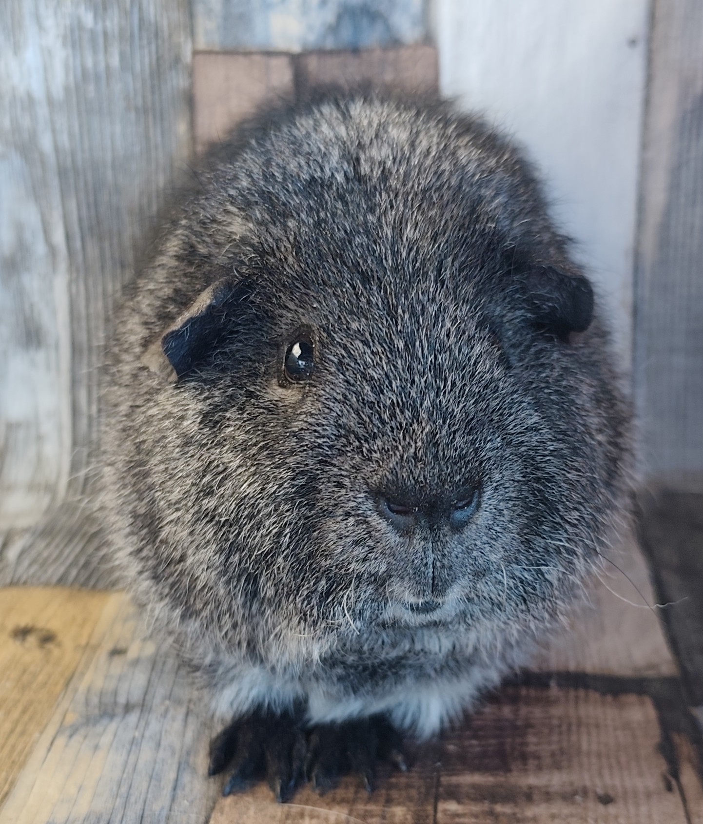 Santo von den Rettungsrexen