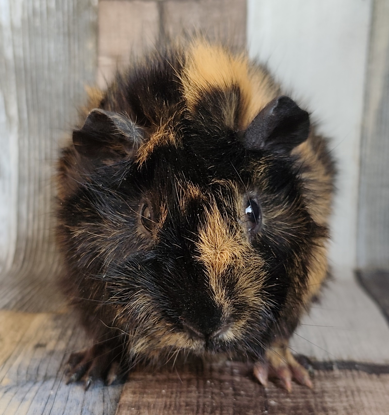 Sunrise Manor von der Zappelkiste