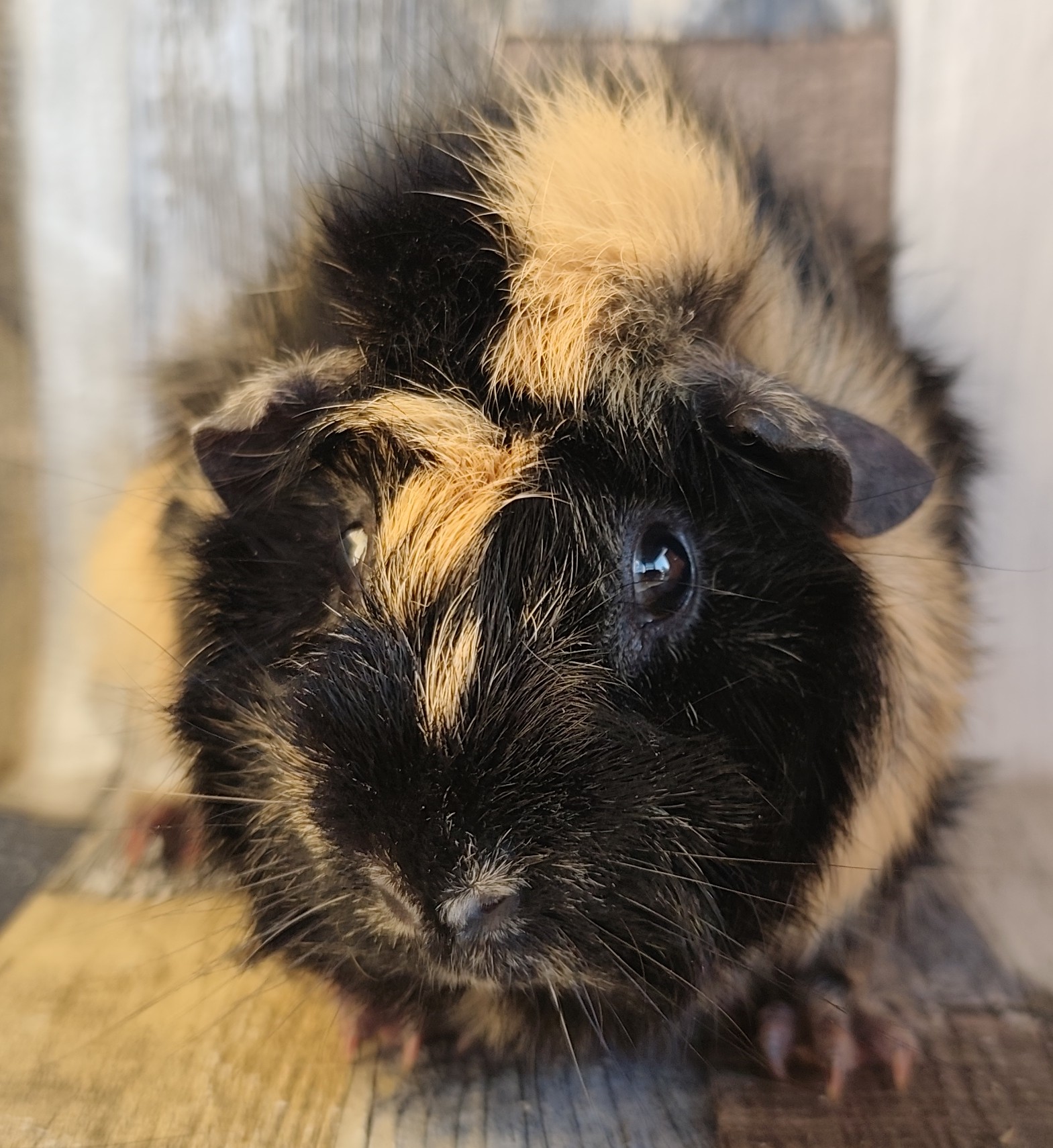 Tadewi von der Zappelkiste