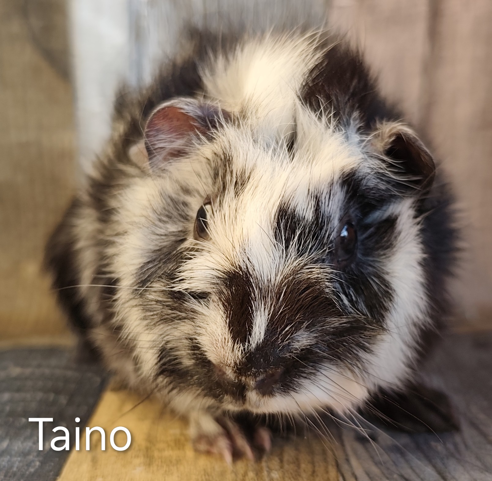 Taino von der Zappelkiste