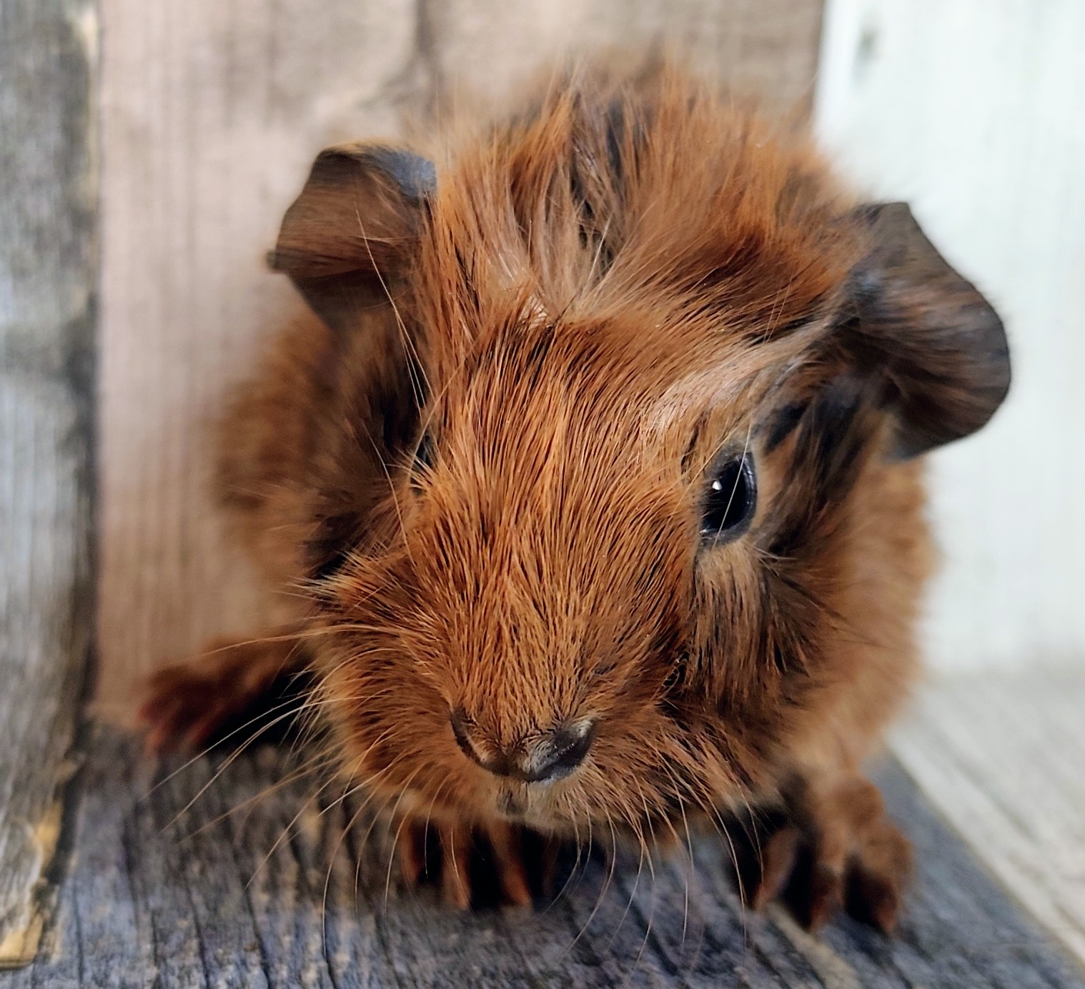 Takeshi von der Zappelkiste