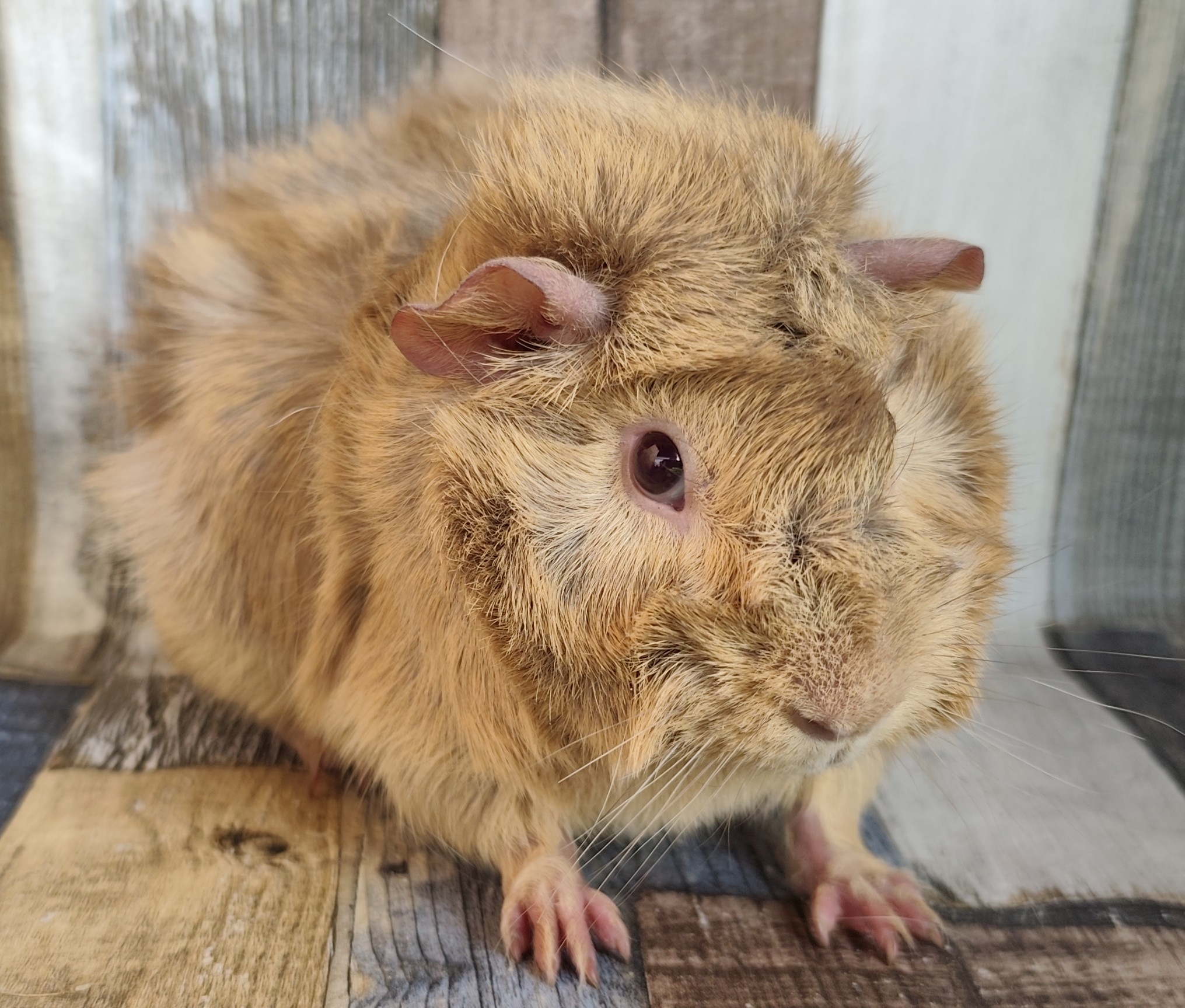 Tanka von der Zappelkiste