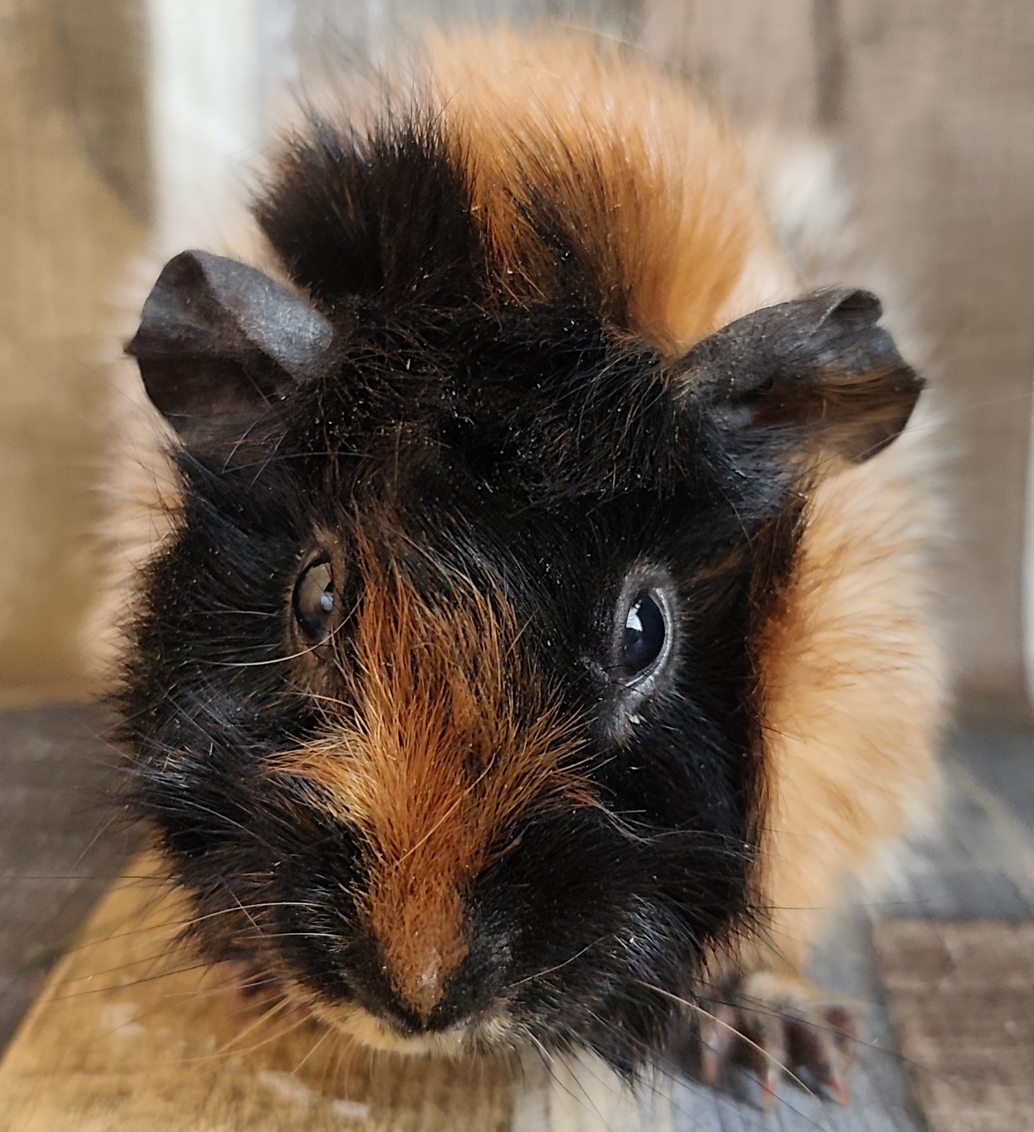 Tao von der Zappelkiste