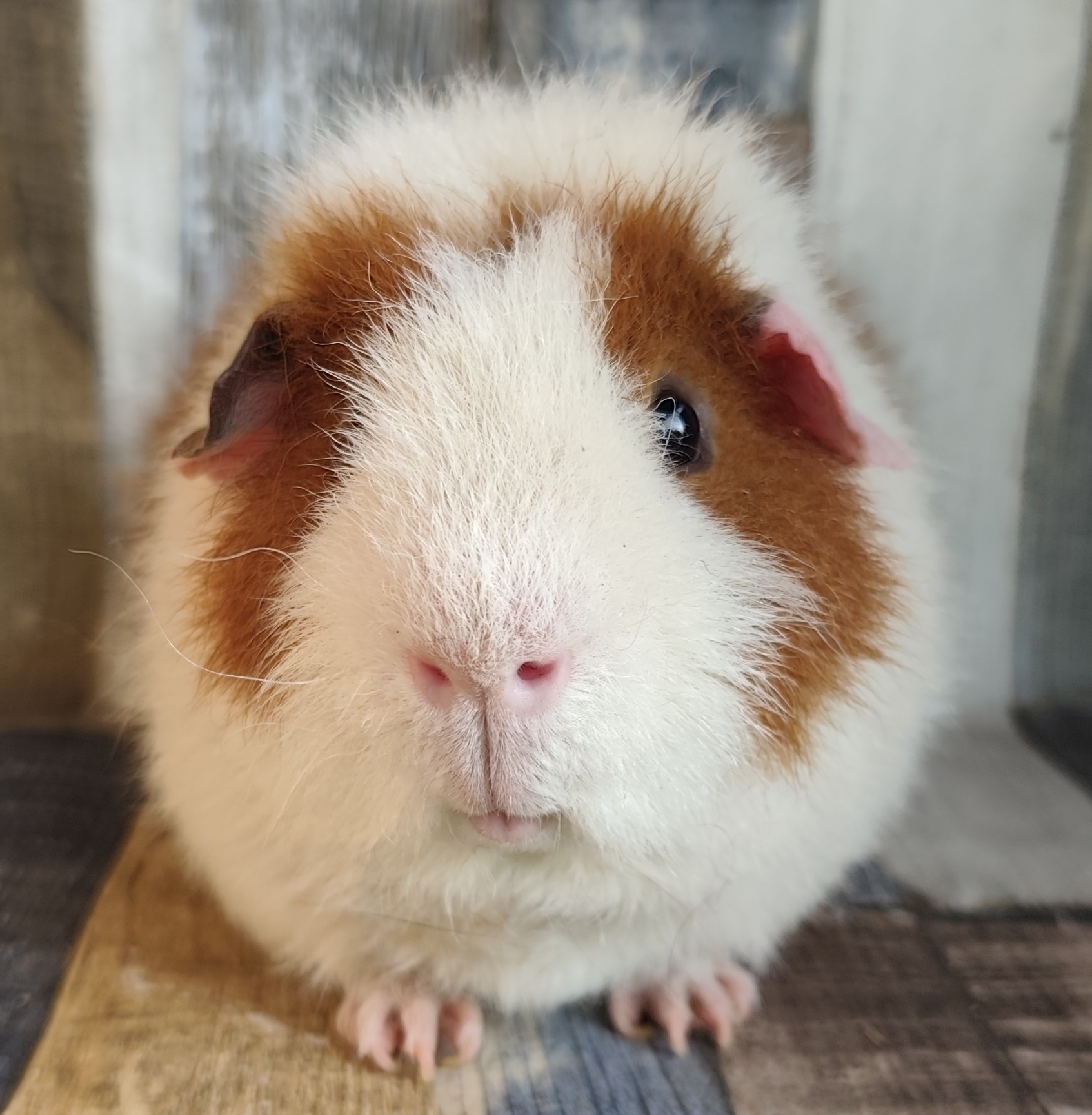 Volltreffer vom Stein Weg