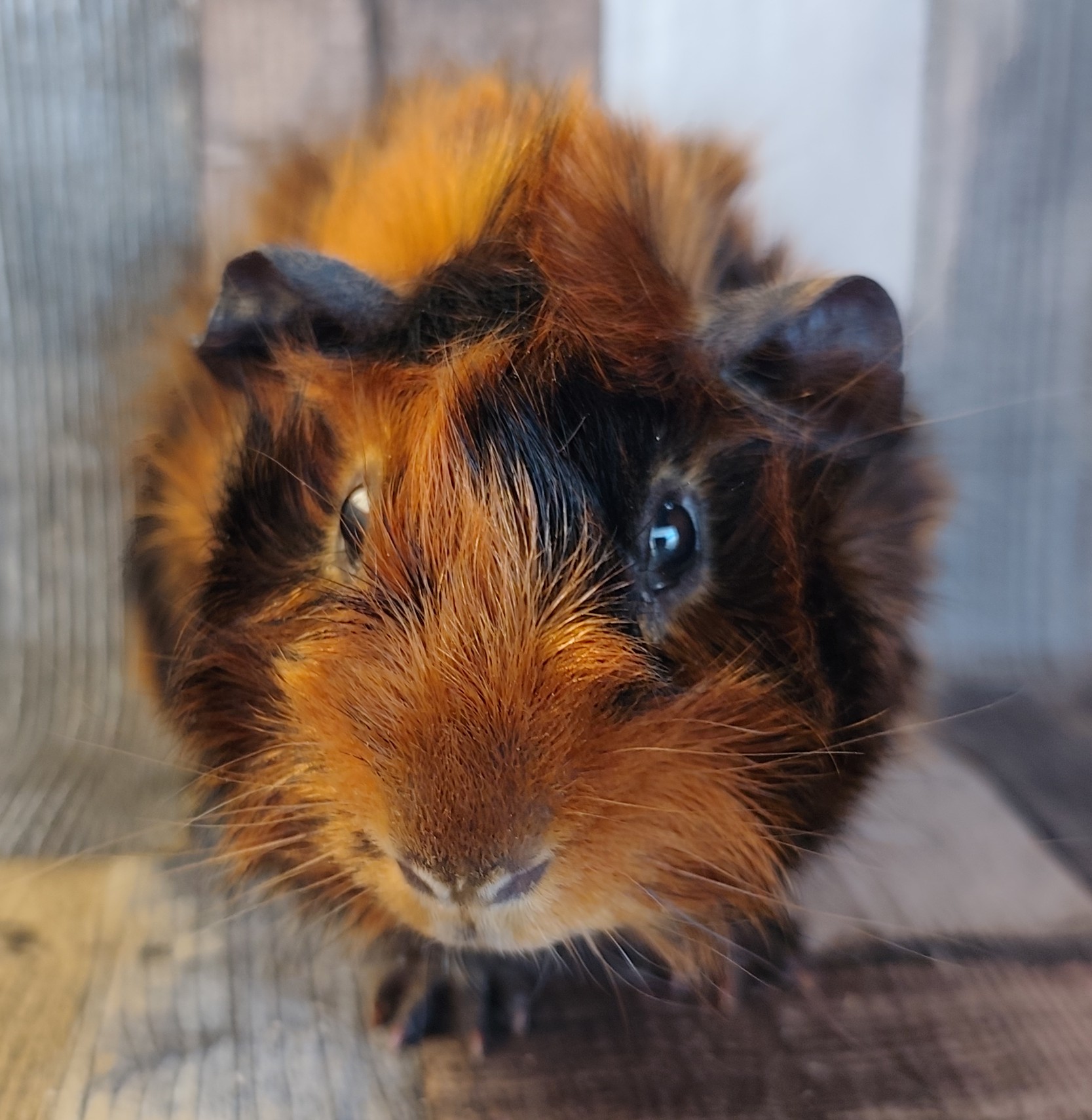 Walker von der Zappelkiste