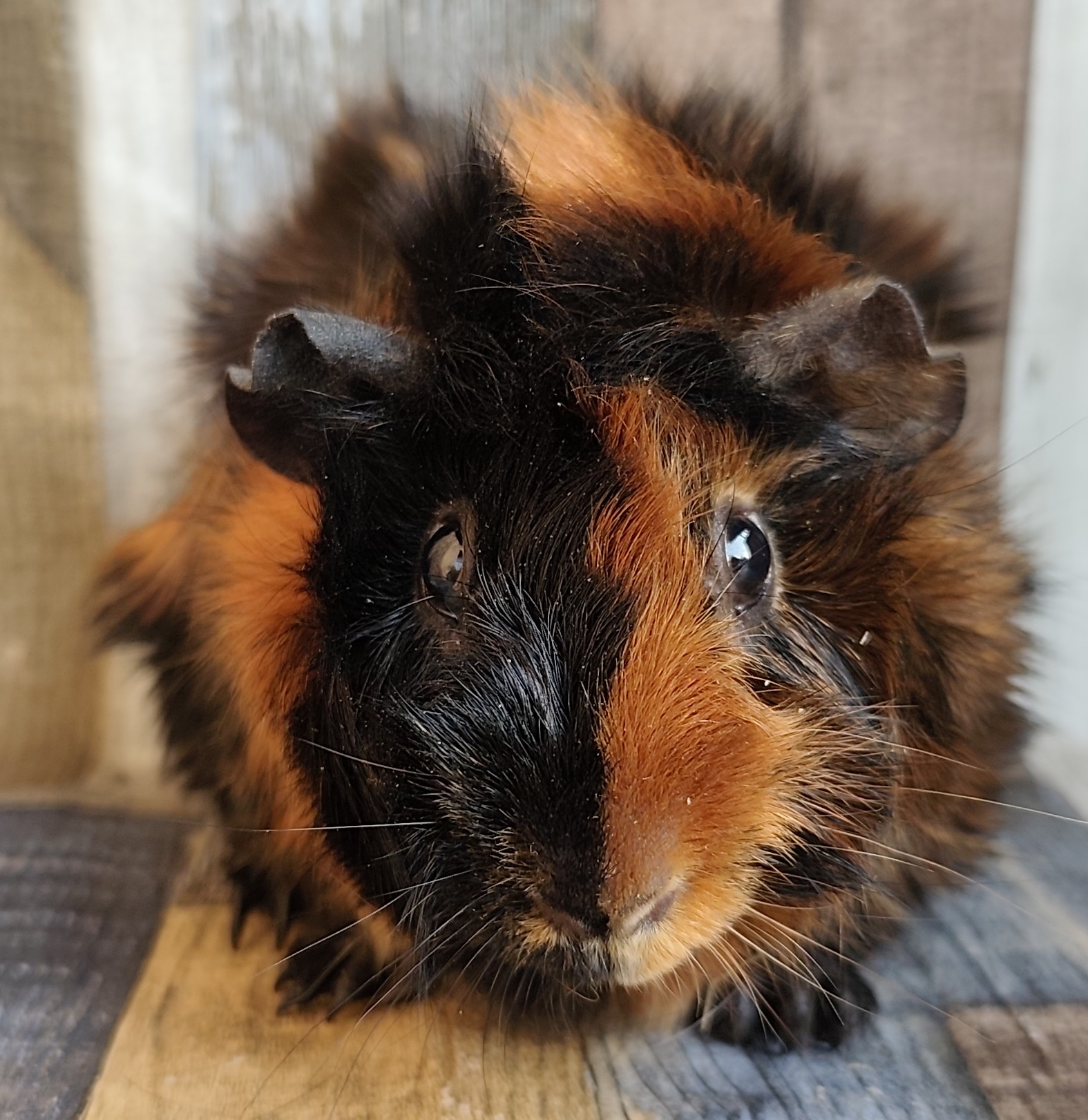 Zumba Zara von unsere Knabberfreunde