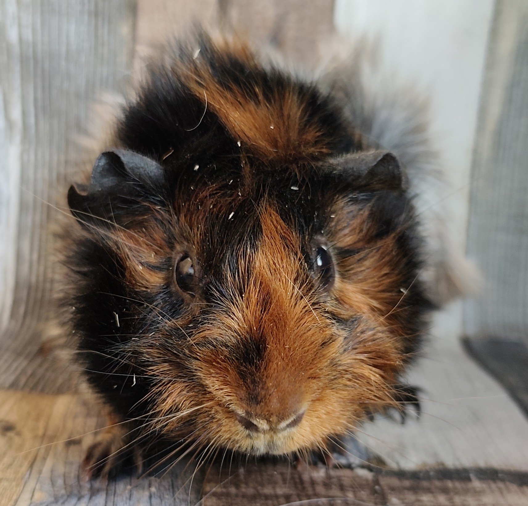 Zuri Zoe von unsere Knabberfreunde