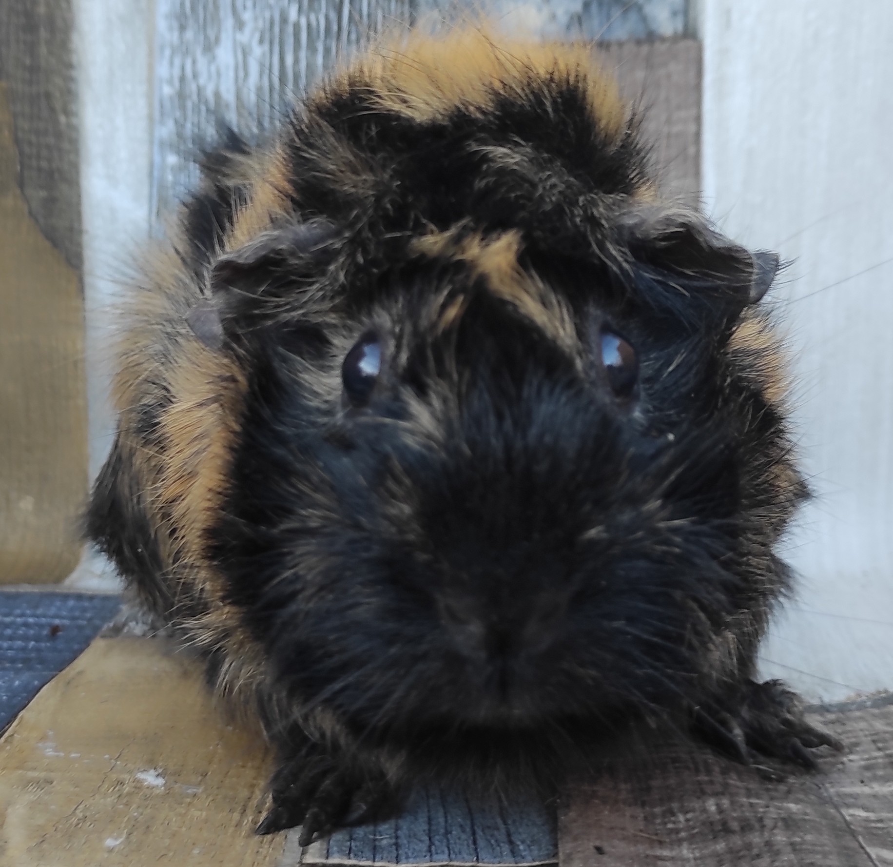 Anko von Monamis Traumschweinchen