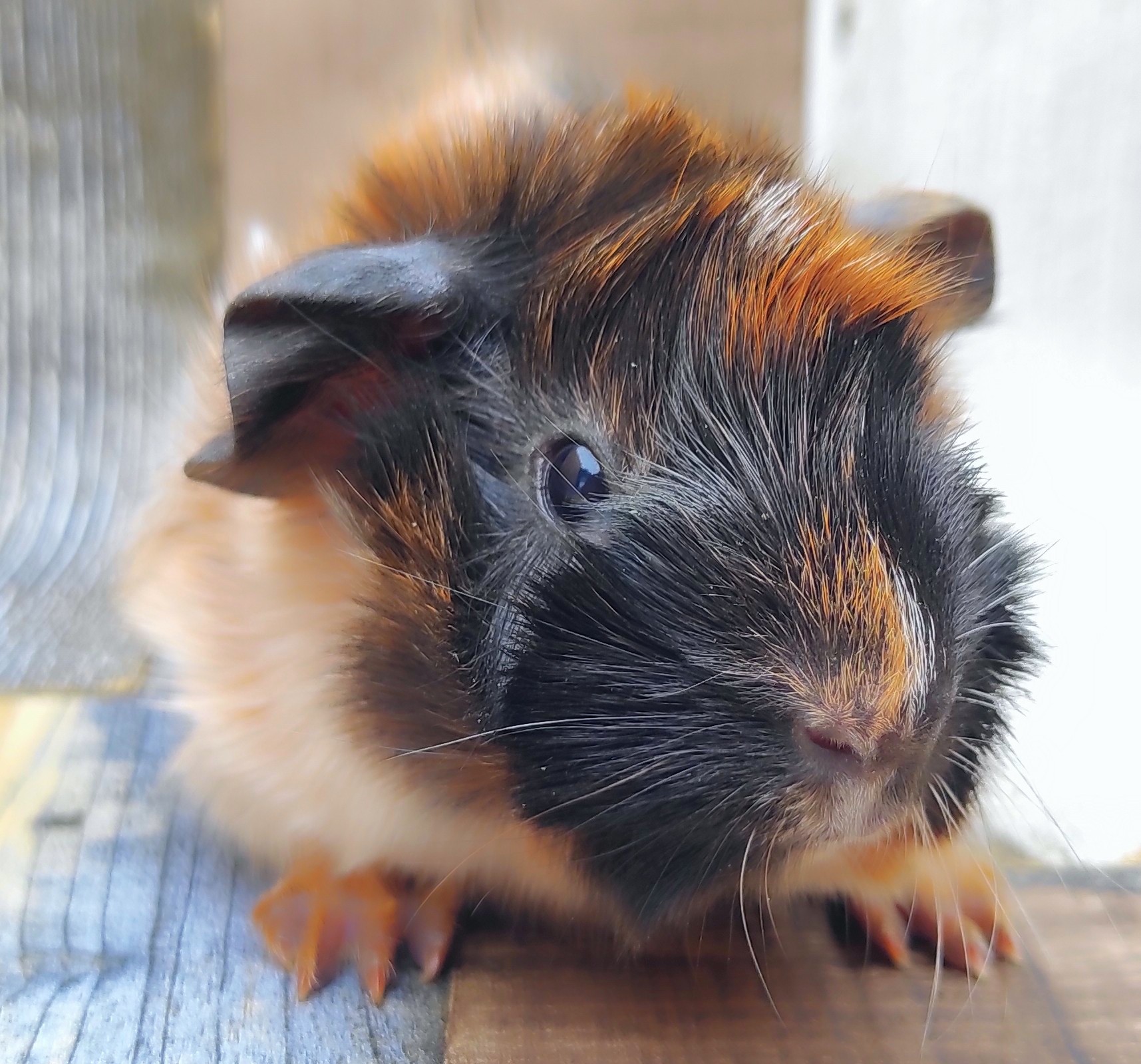 Citali von der Zappelkiste