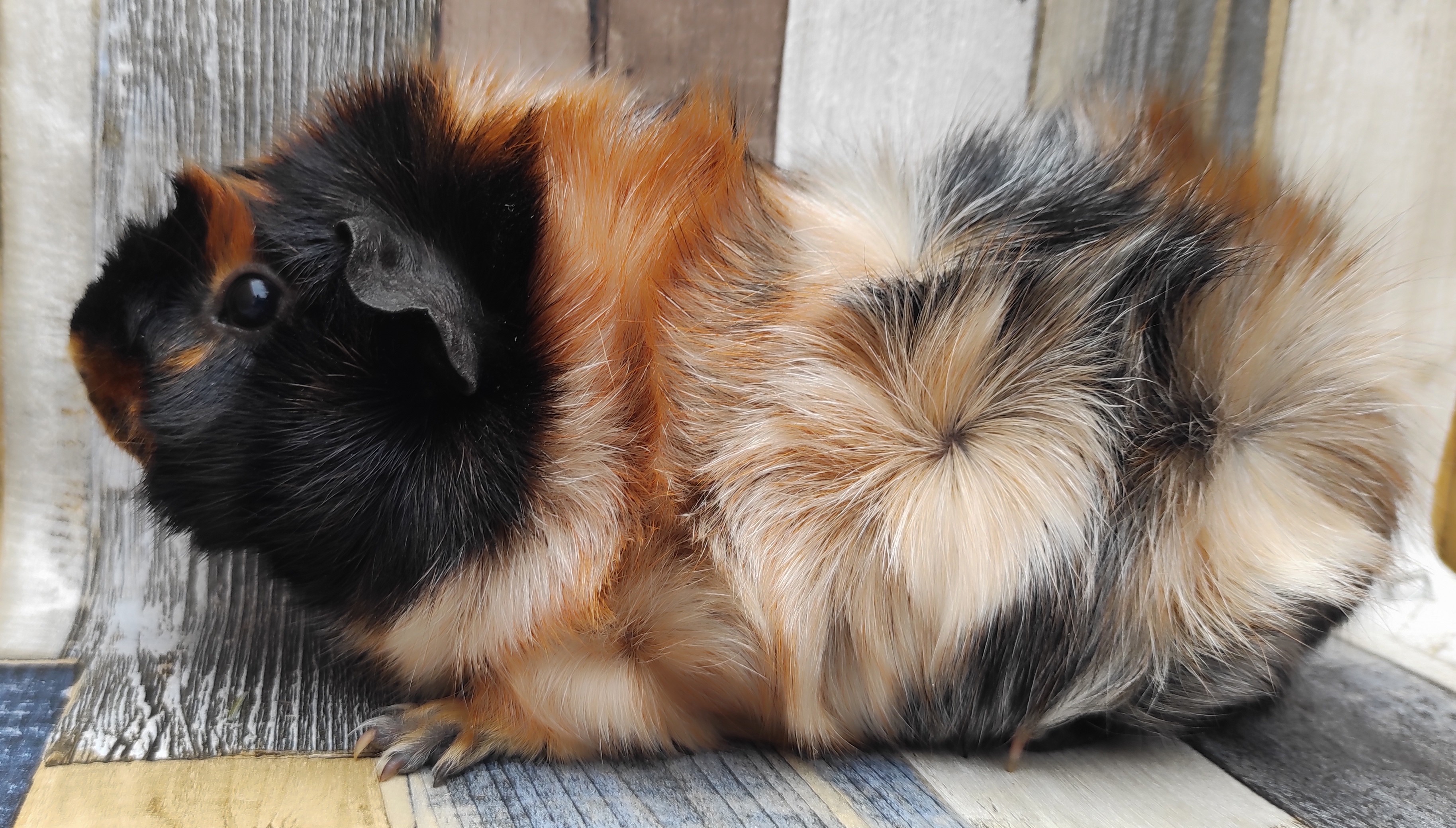 Eukalipta von der Zappelkiste