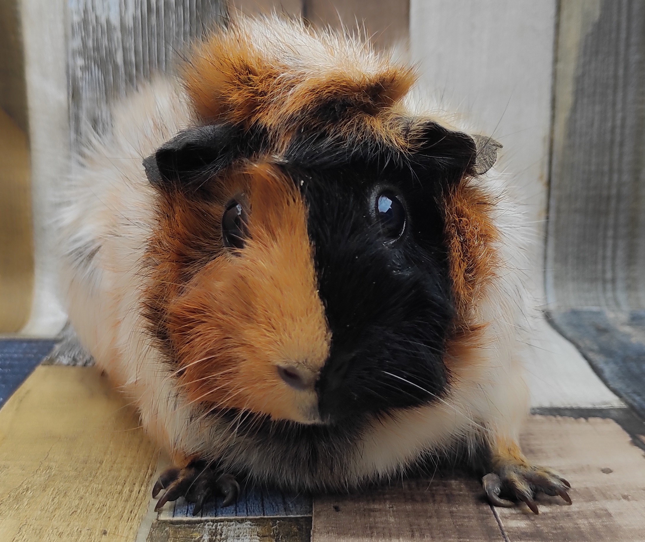 Flordelis von der Zappelkiste