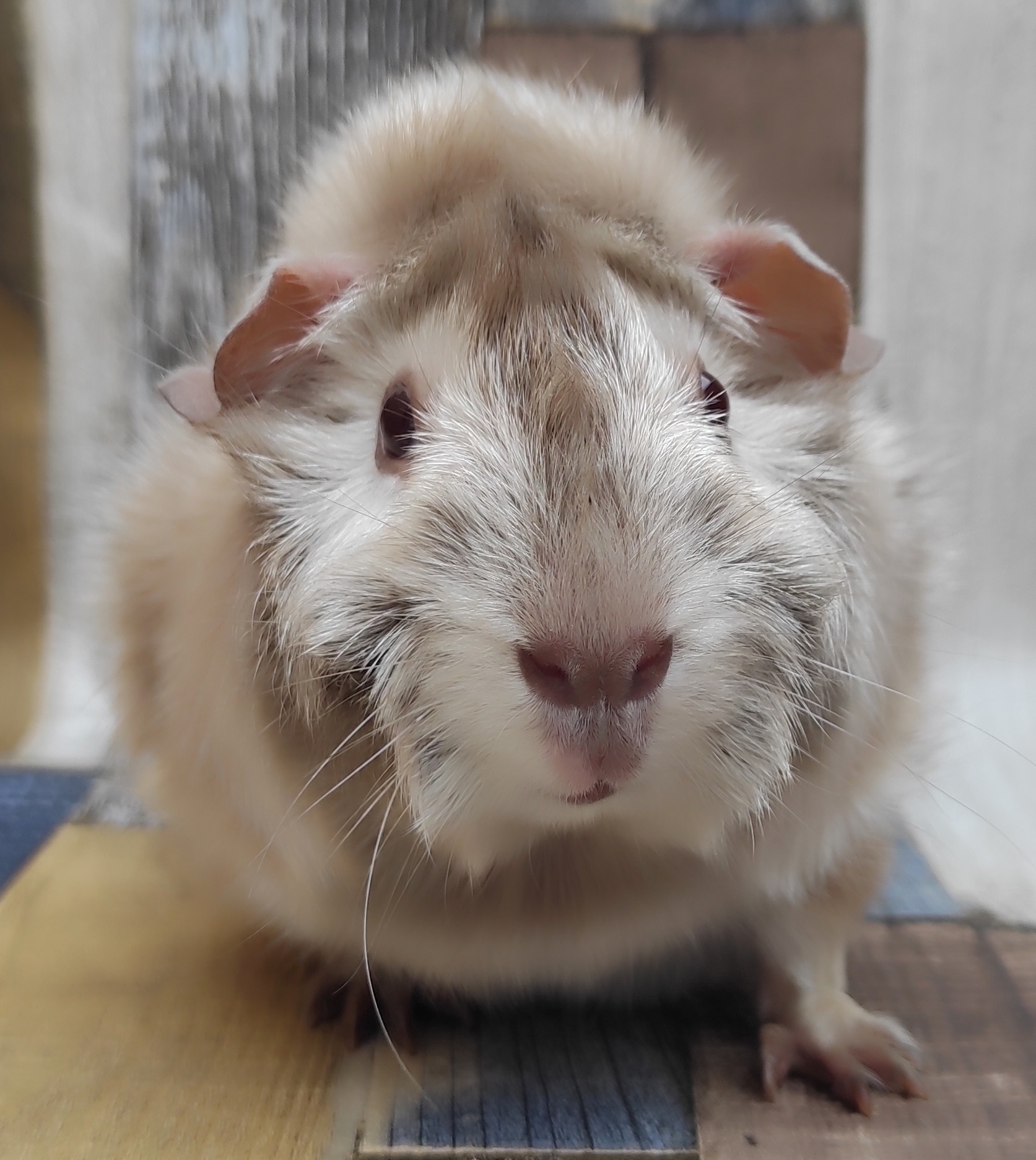 Gemo aus Julias Saubande