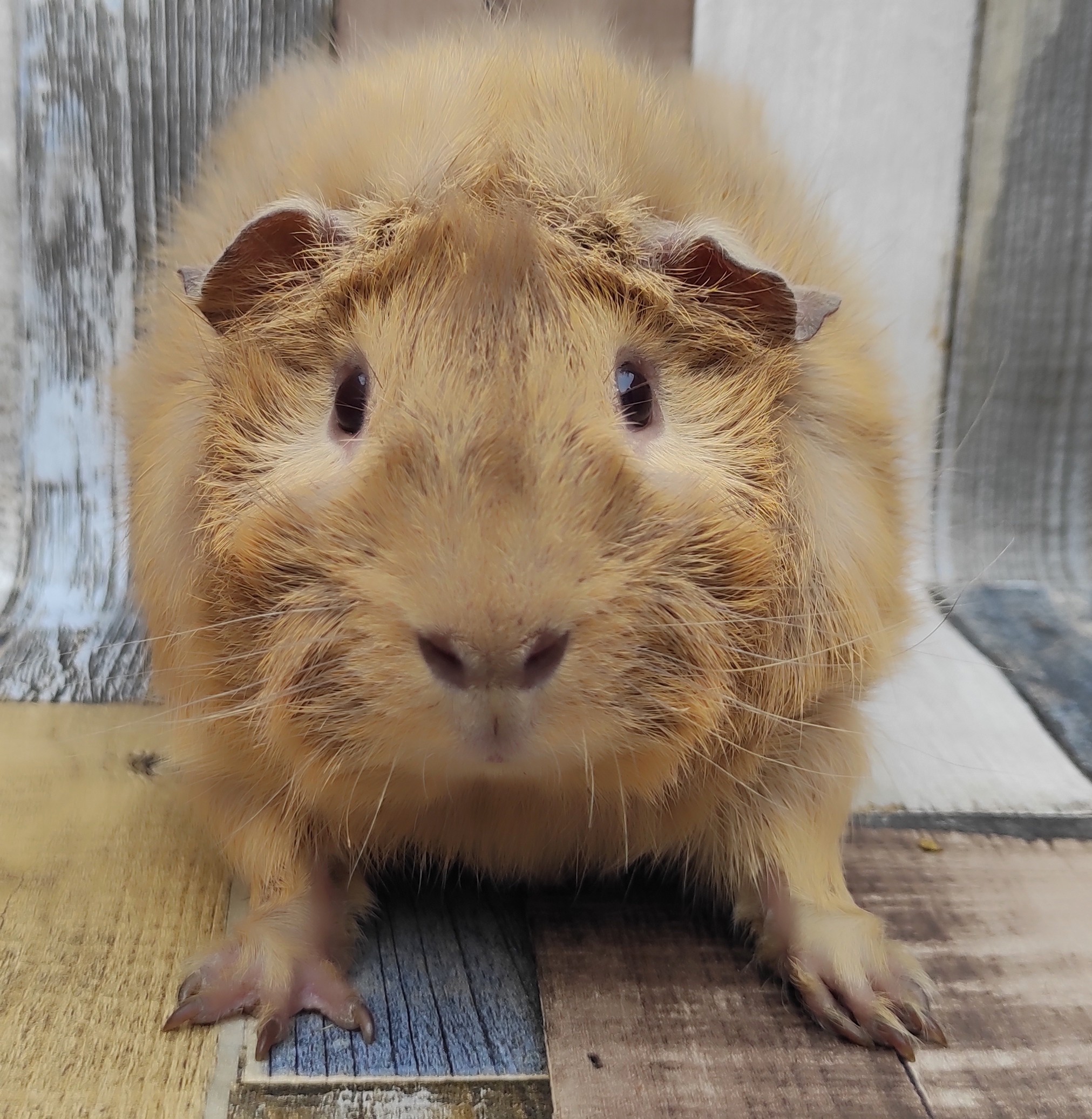 Karl-Friedrich von Julias Saubande