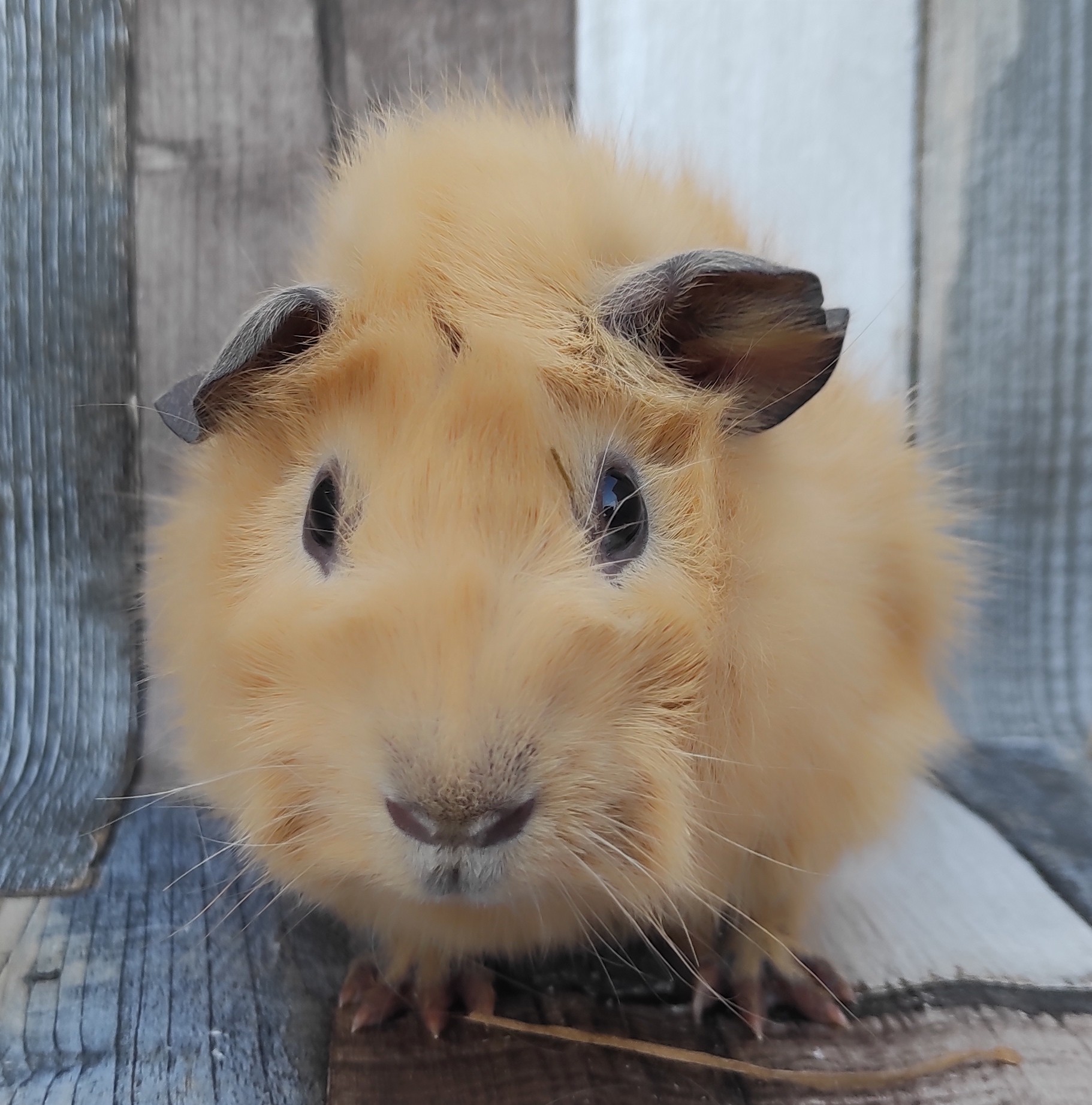 Safran von der Zappelkiste