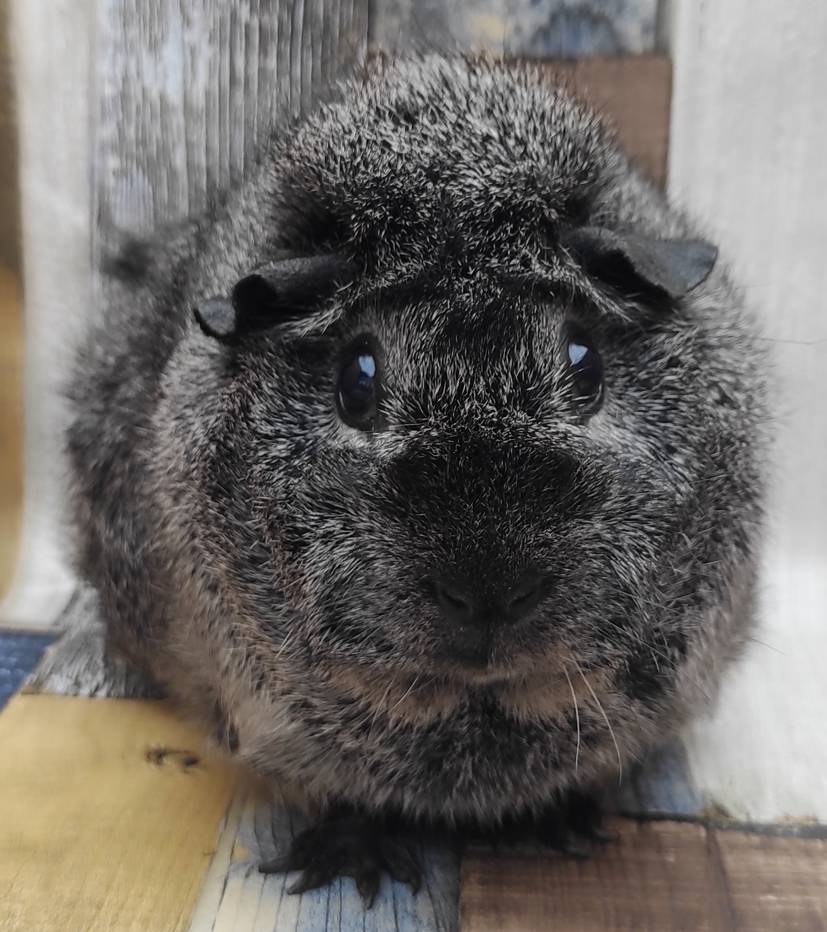 Taliso von der Zappelkiste